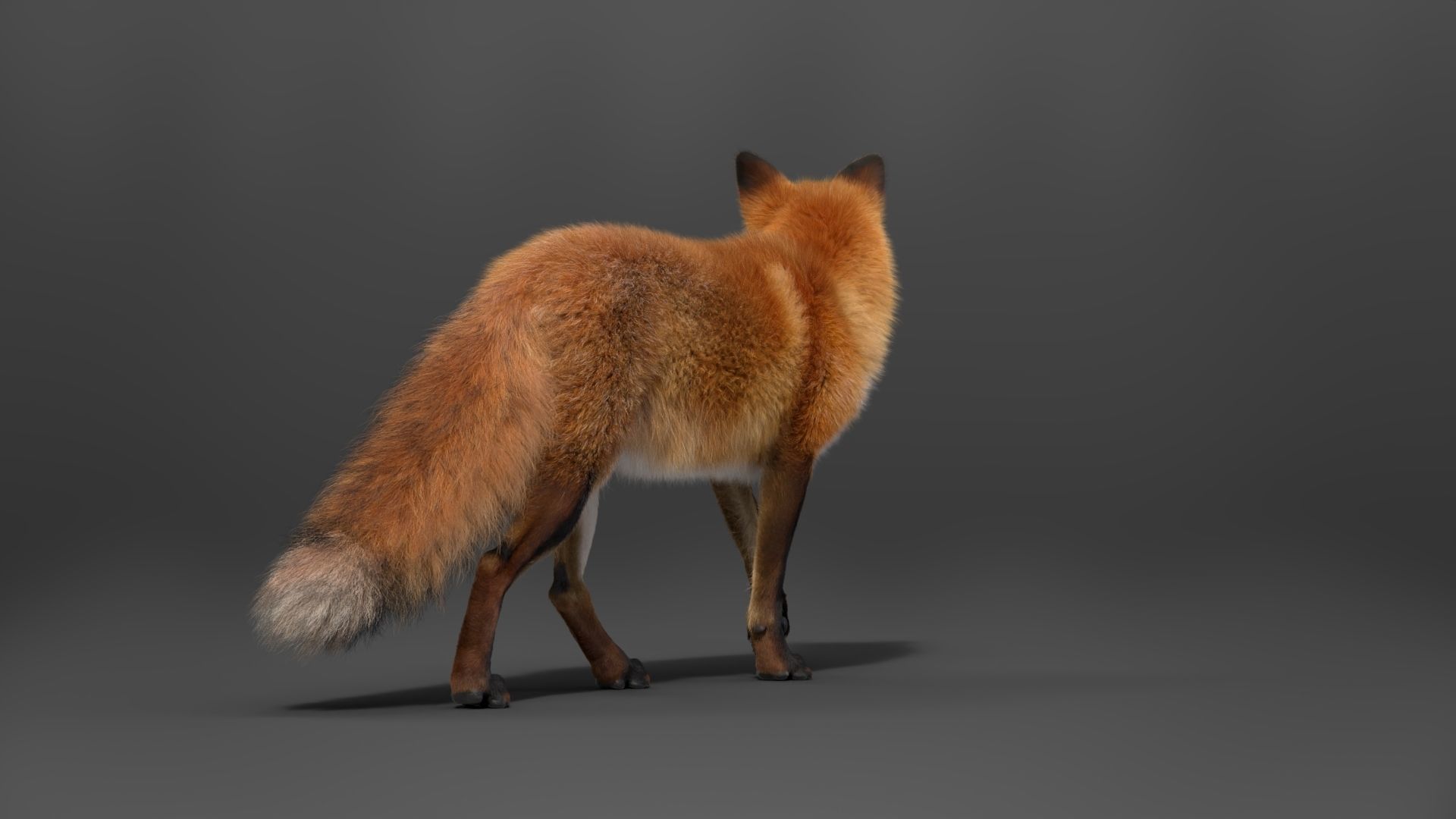 Red Fox Animation VFX Grace 3D model_15