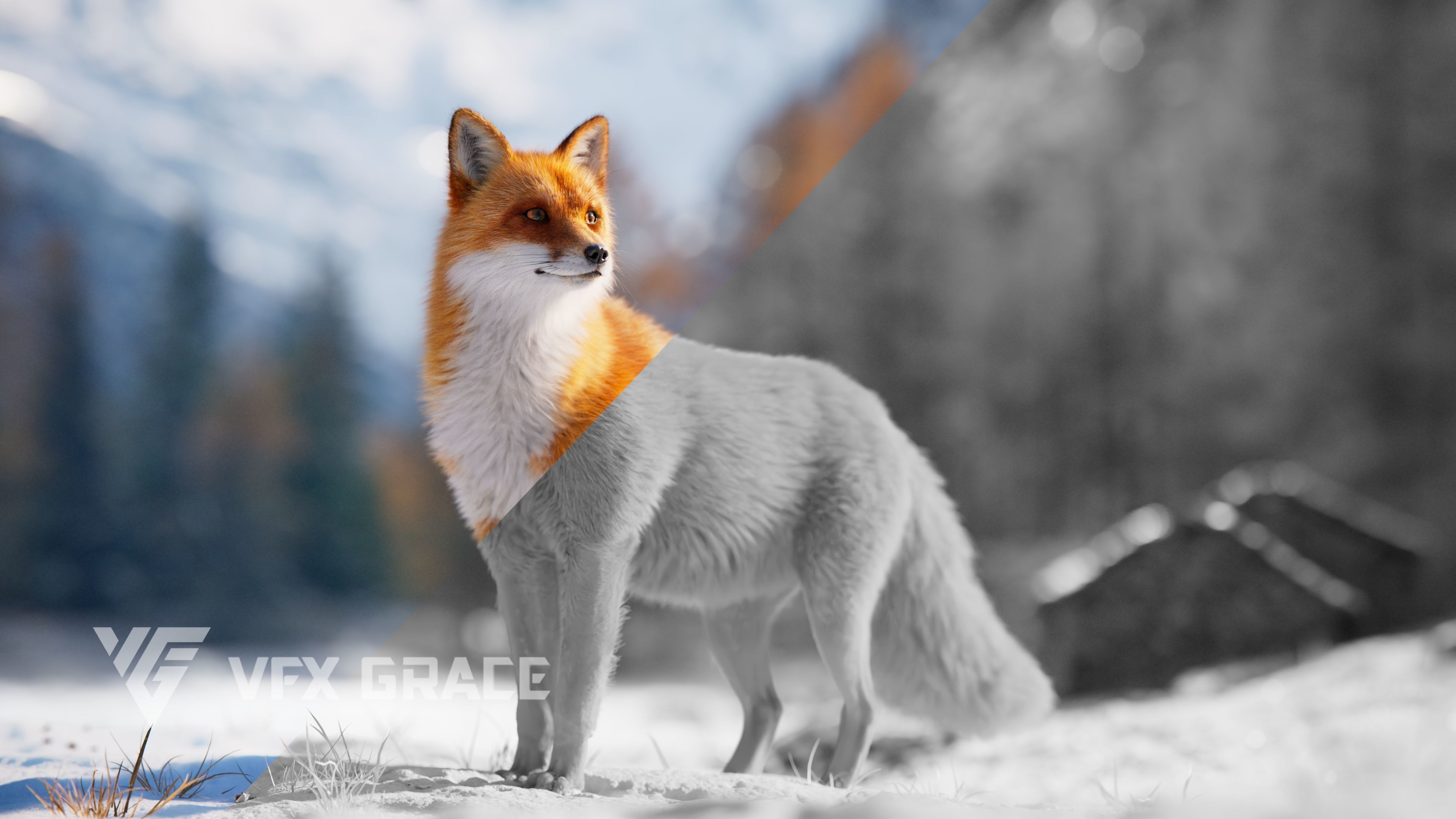 Red Fox Animation VFX Grace 3D model_5