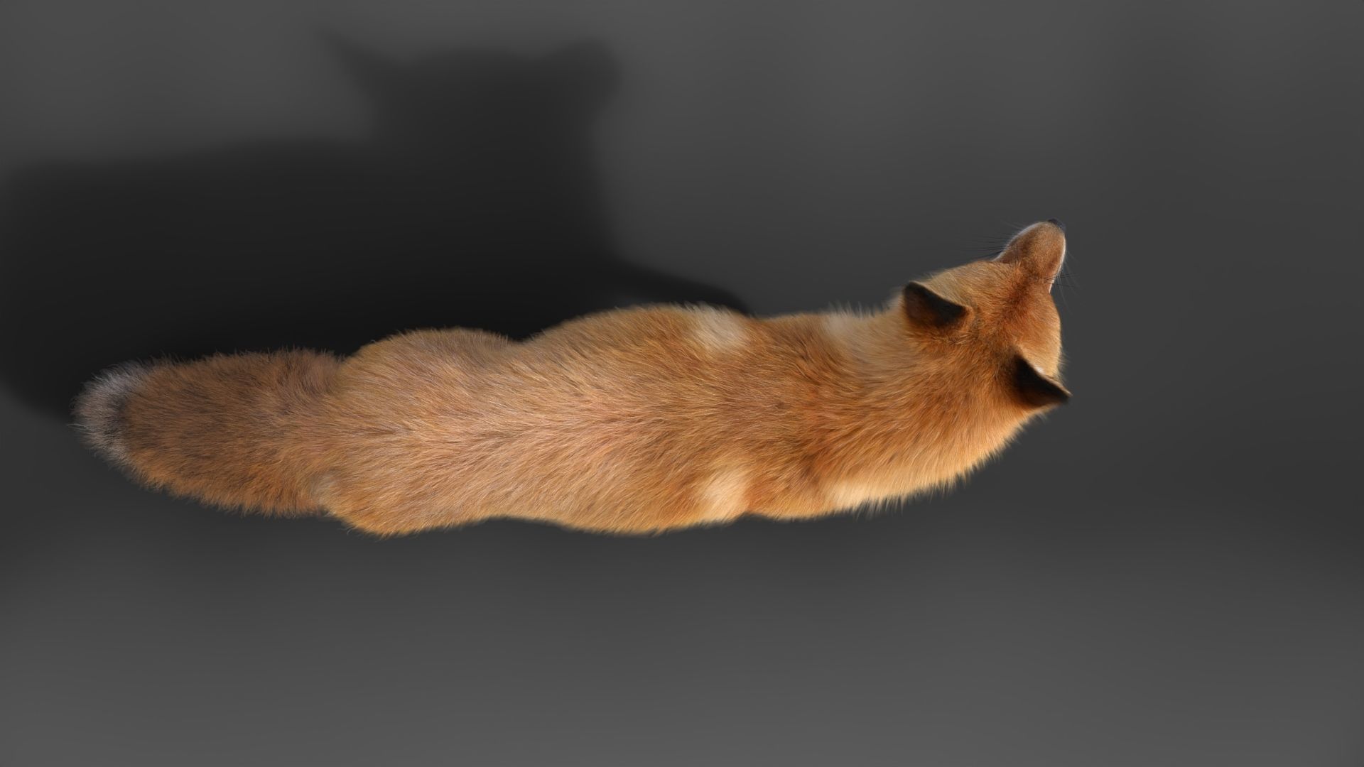 Red Fox Animation VFX Grace 3D model_18
