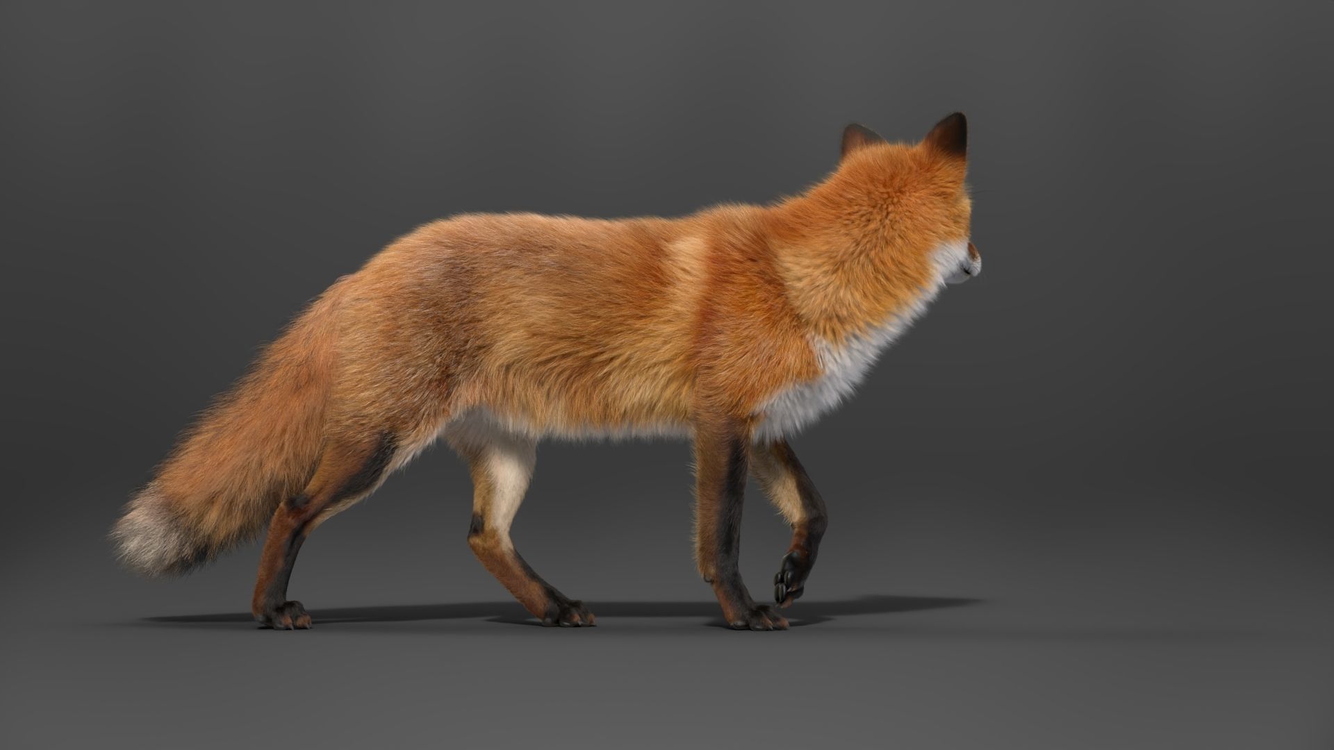 Red Fox Animation VFX Grace 3D model_14