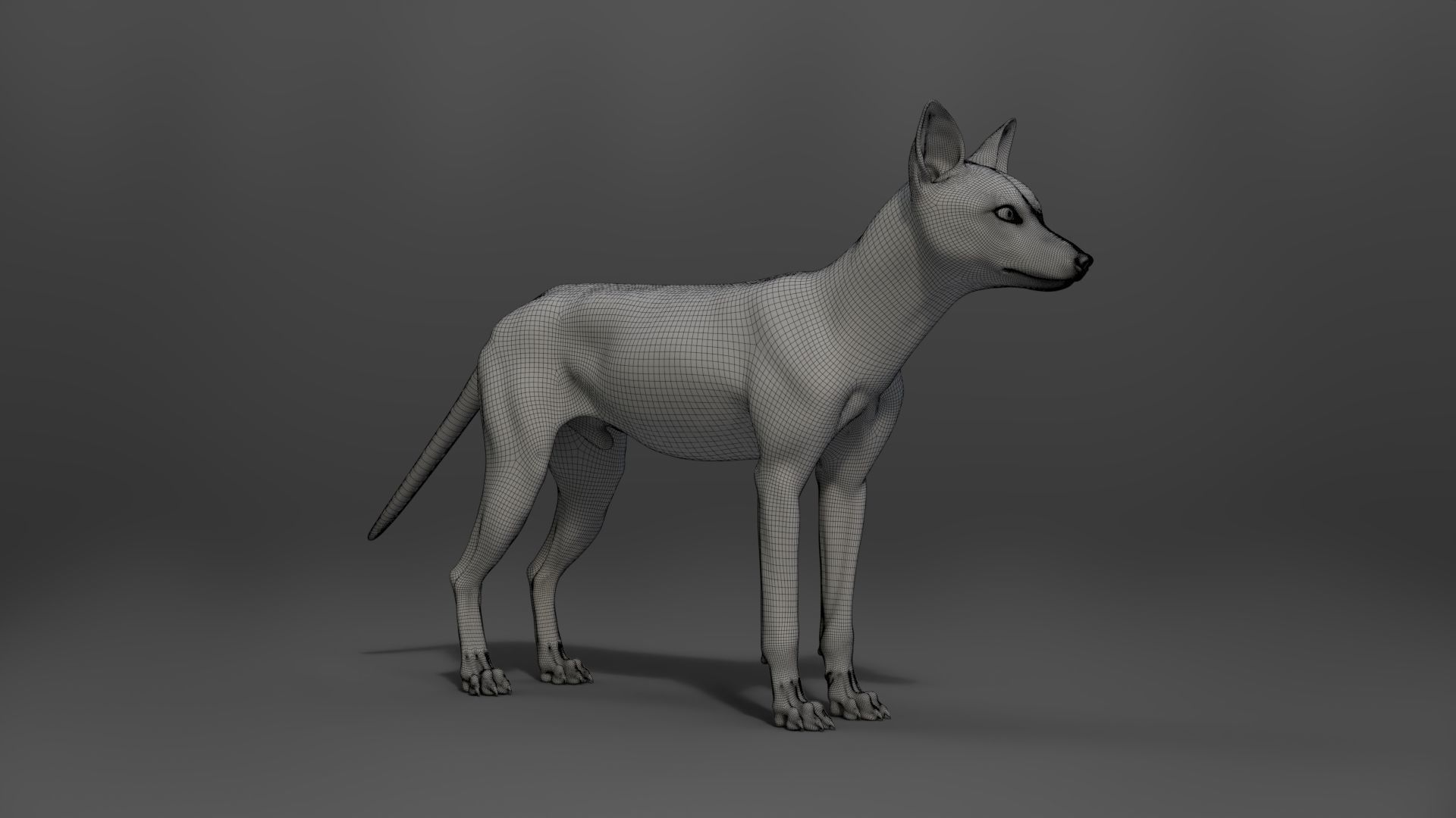 Red Fox Animation VFX Grace 3D model_29