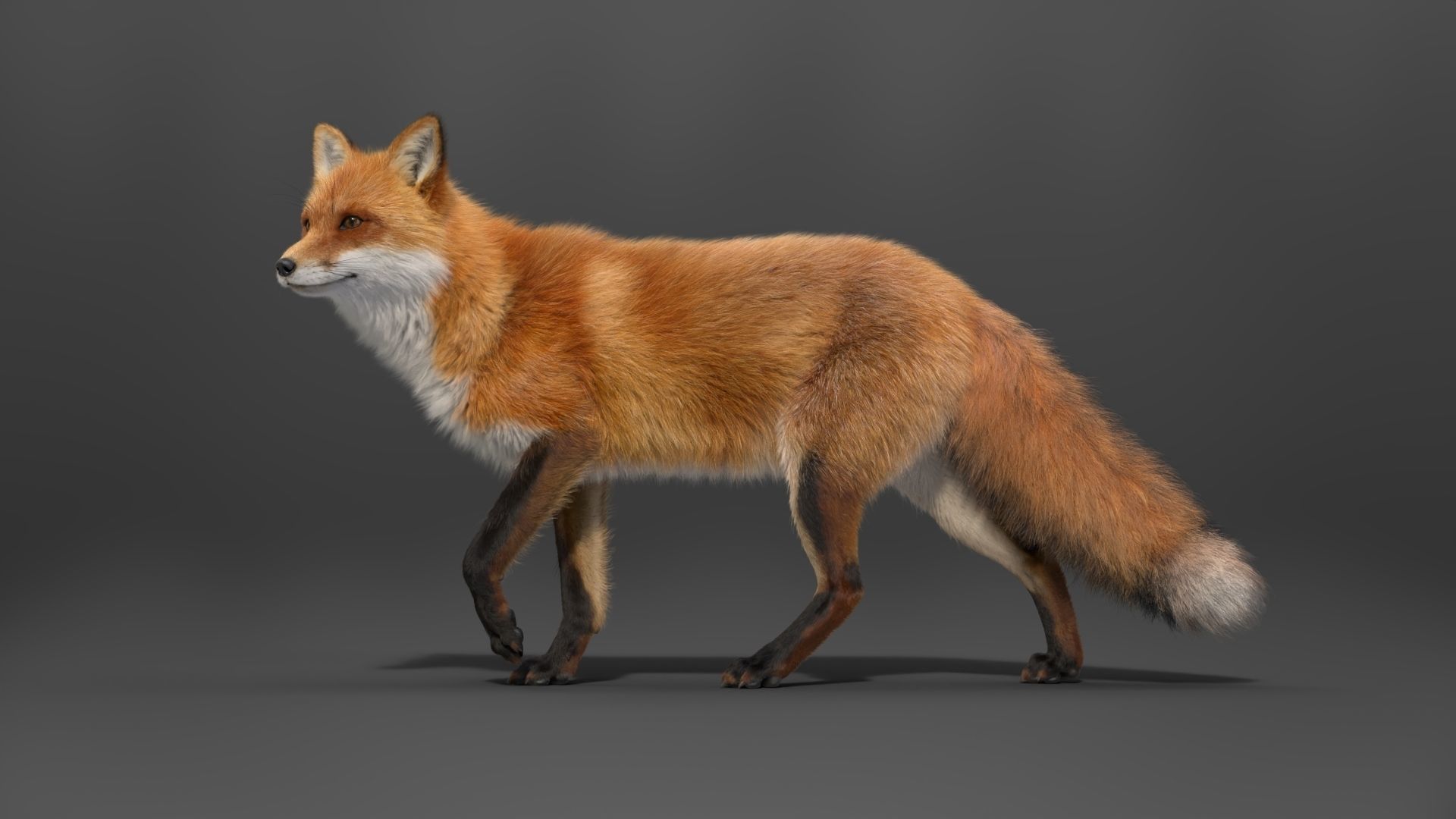 Red Fox Animation VFX Grace 3D model_10