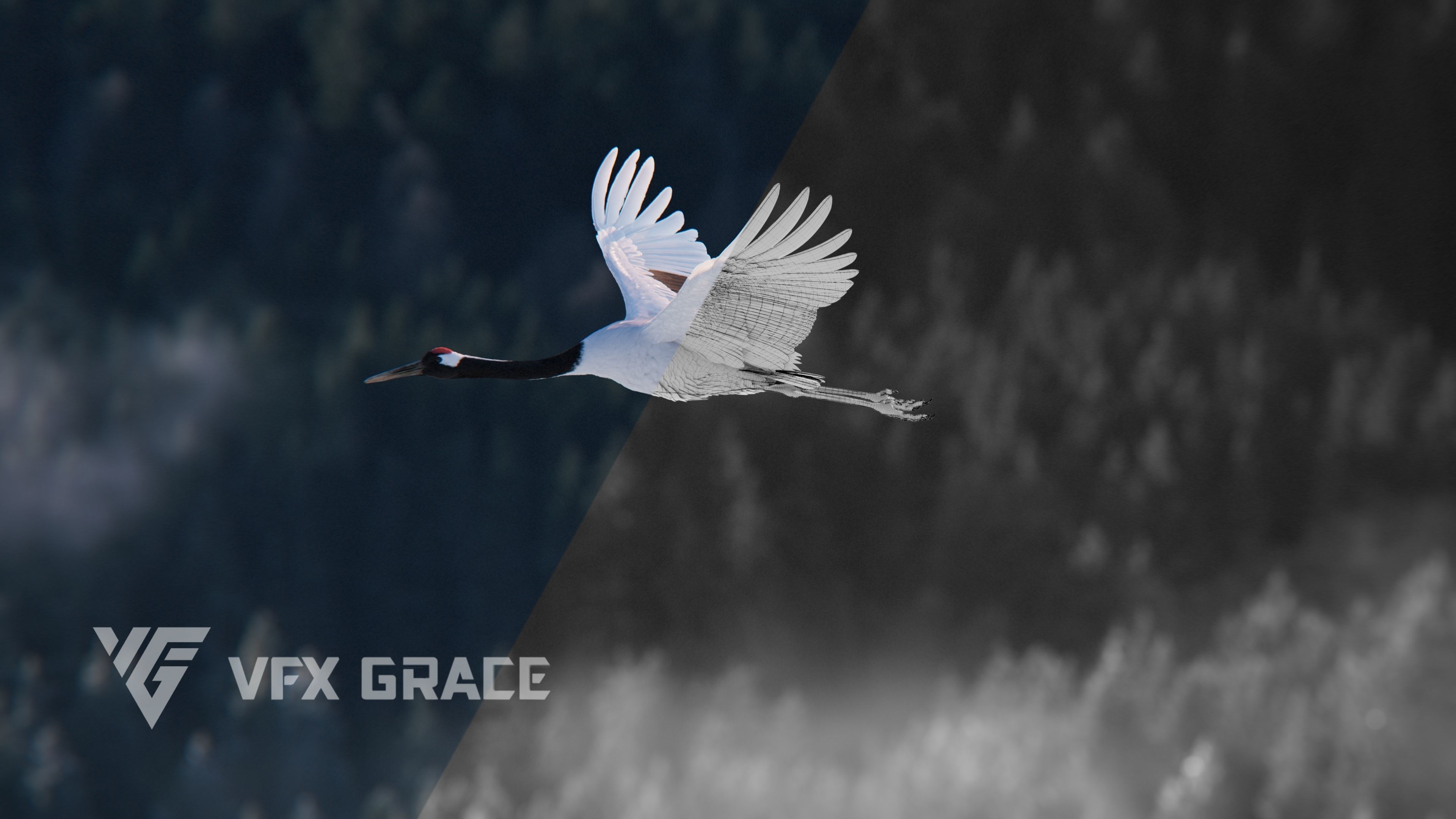 Red-Crowned Crane Animation VFX Grace 3D model_10