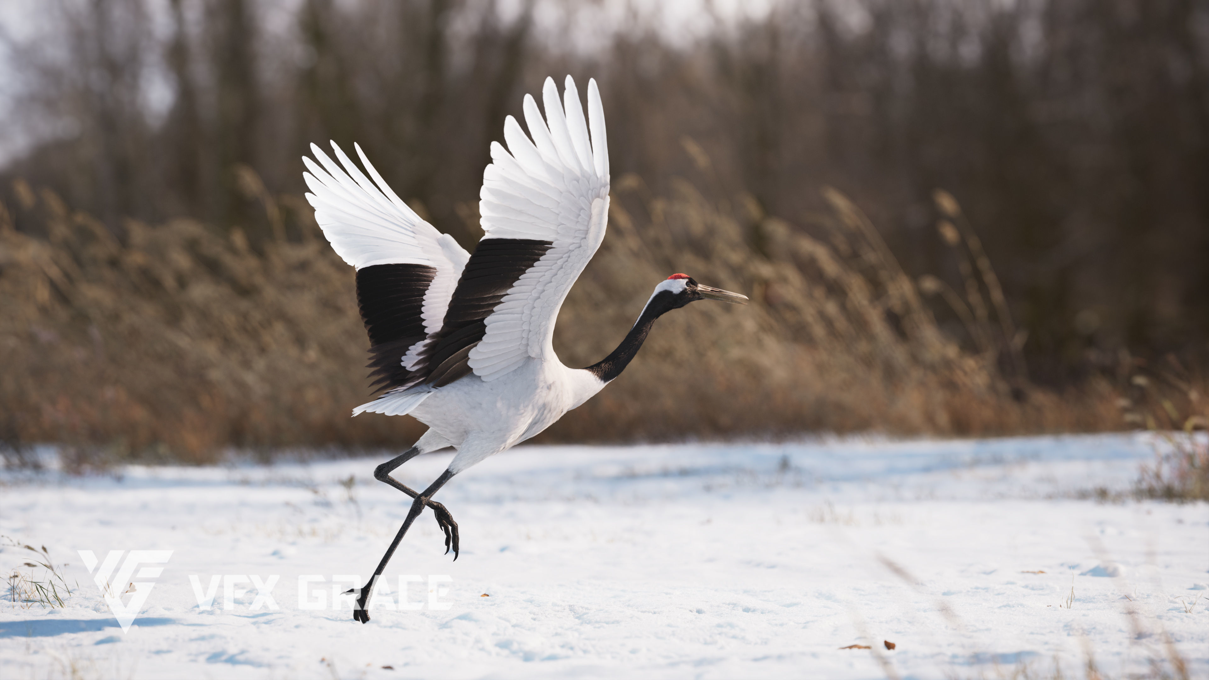 Red-Crowned Crane Animation VFX Grace 3D model_15