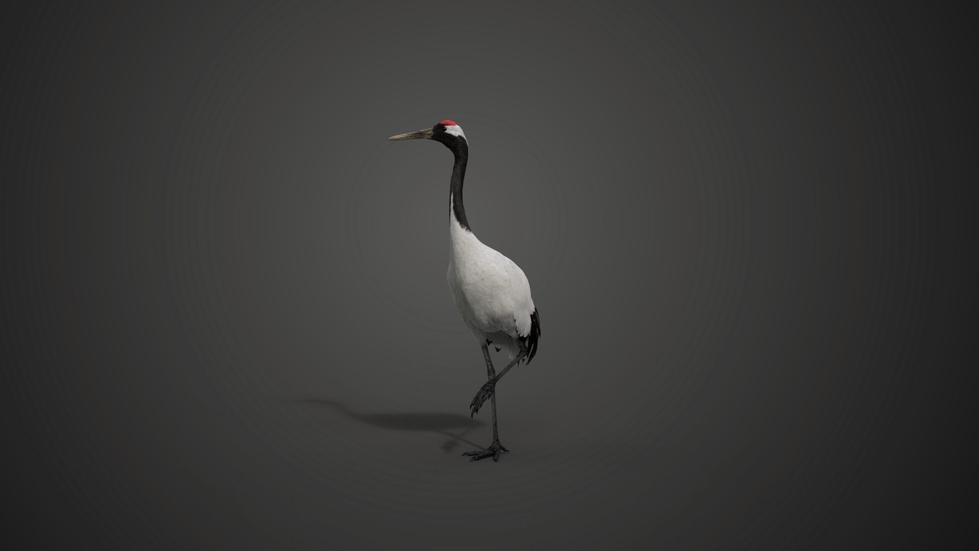 Red-Crowned Crane Animation VFX Grace 3D model_21