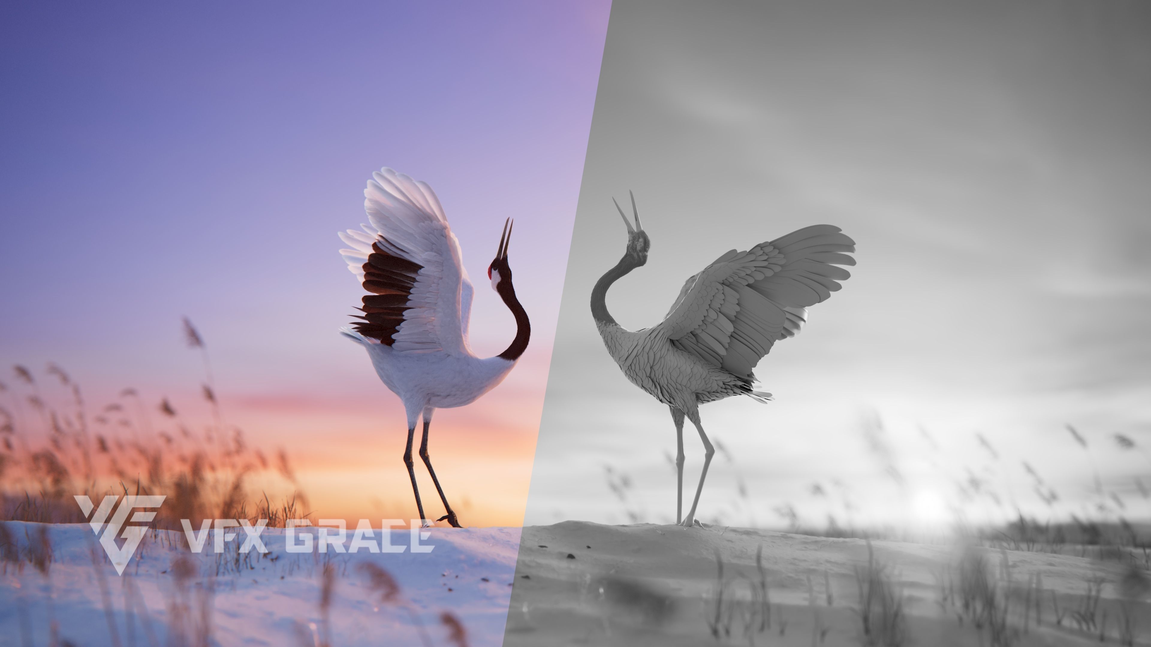 Red-Crowned Crane Animation VFX Grace 3D model_8