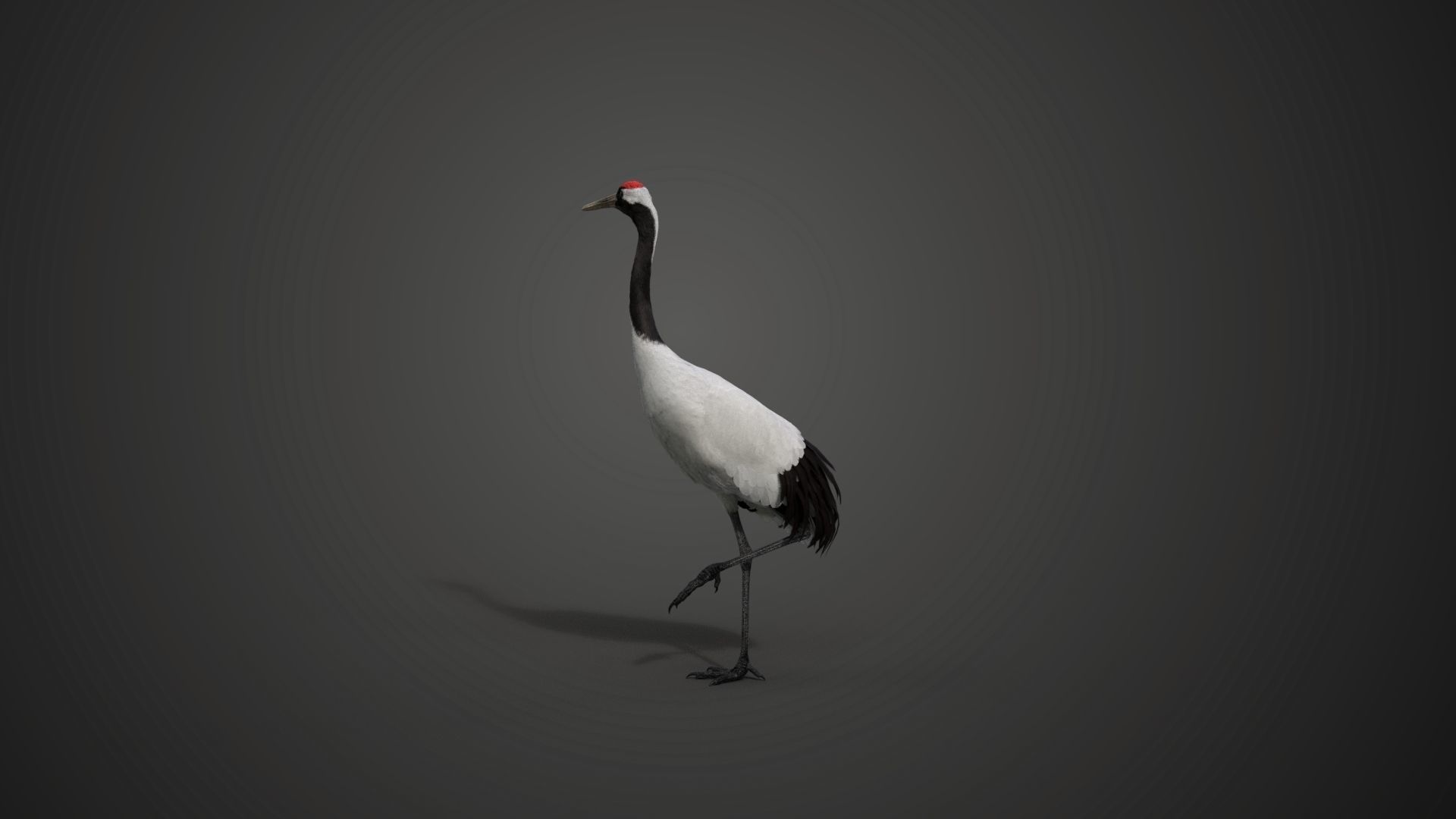 Red-Crowned Crane Animation VFX Grace 3D model_20