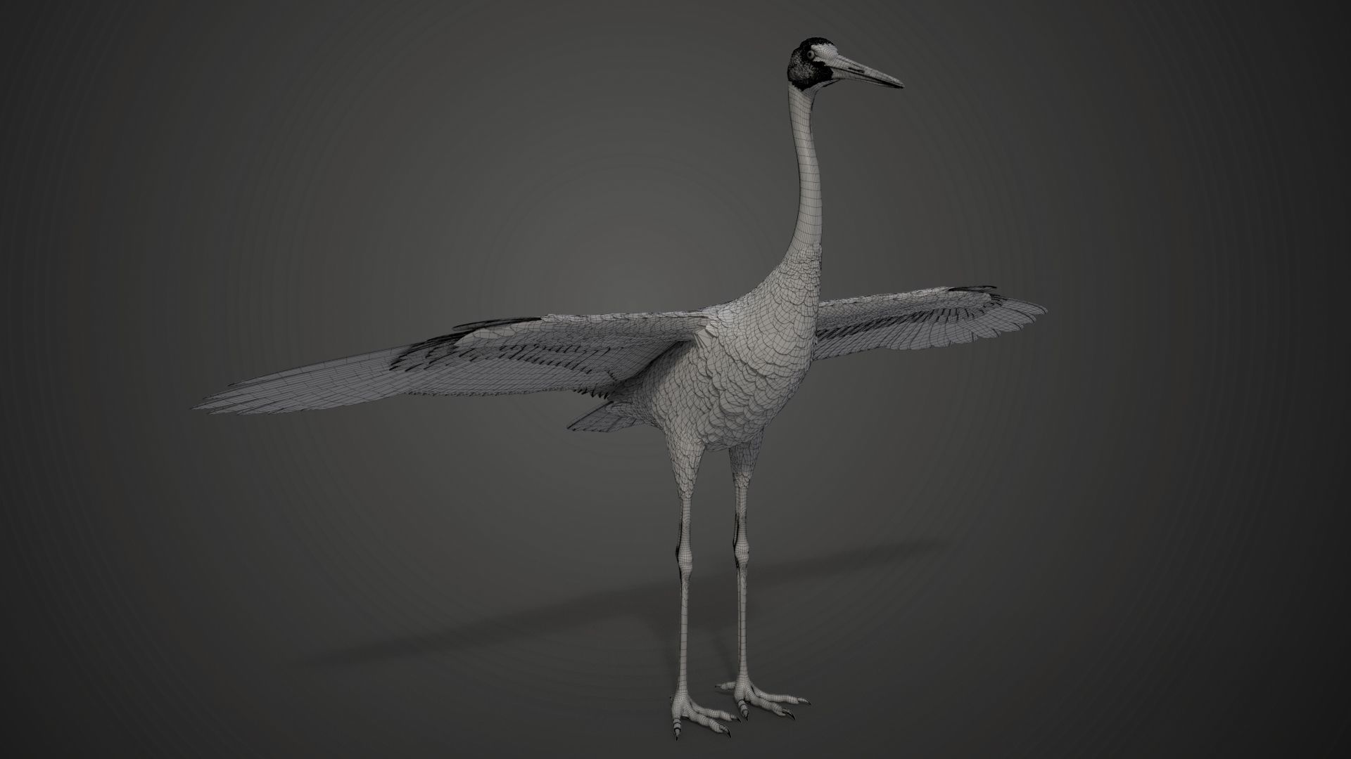 Red-Crowned Crane Animation VFX Grace 3D model_55