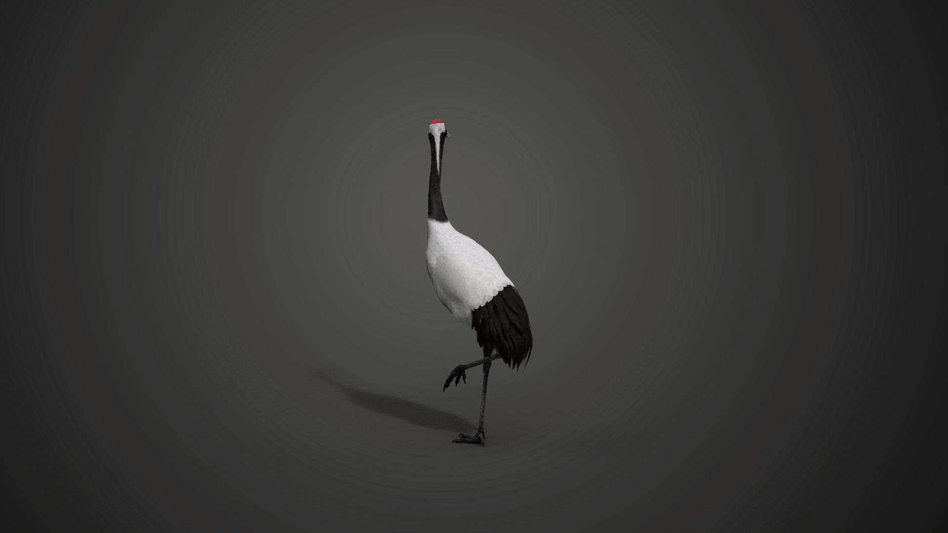 Red-Crowned Crane Animation VFX Grace 3D model_19