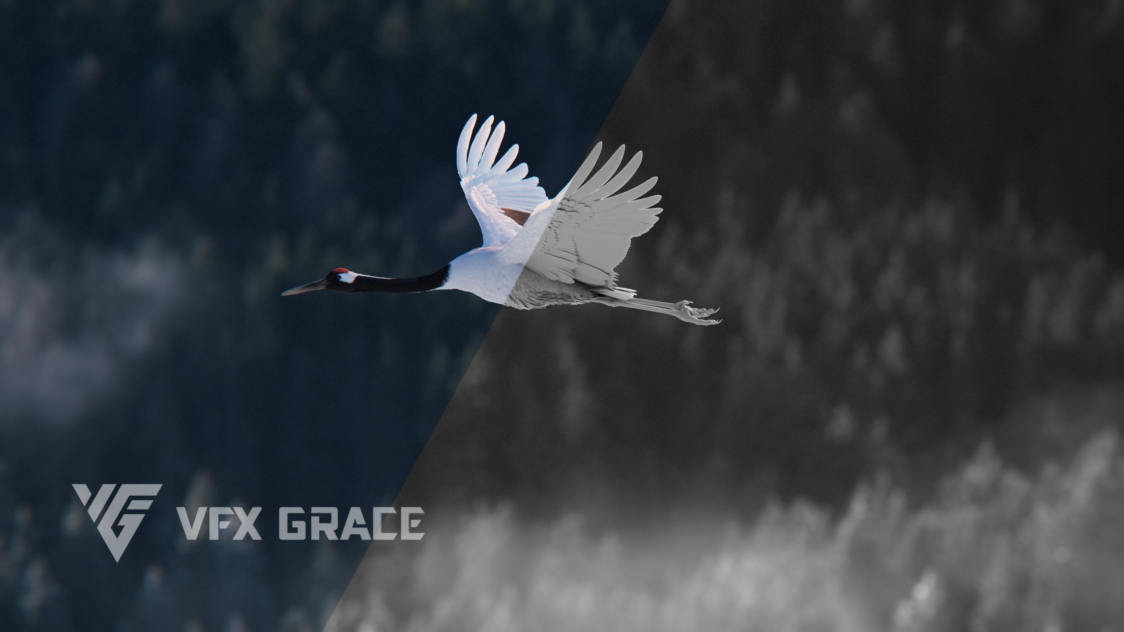 Red-Crowned Crane Animation VFX Grace 3D model_11
