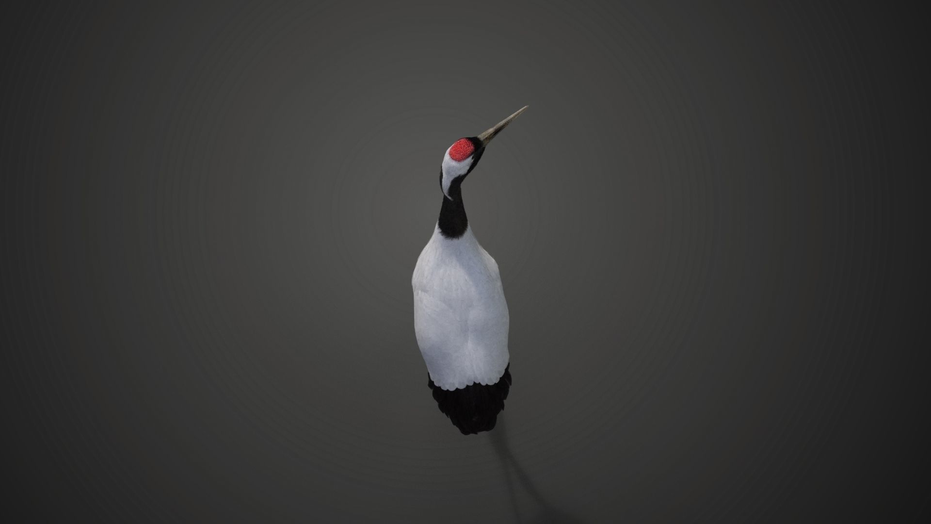 Red-Crowned Crane Animation VFX Grace 3D model_22