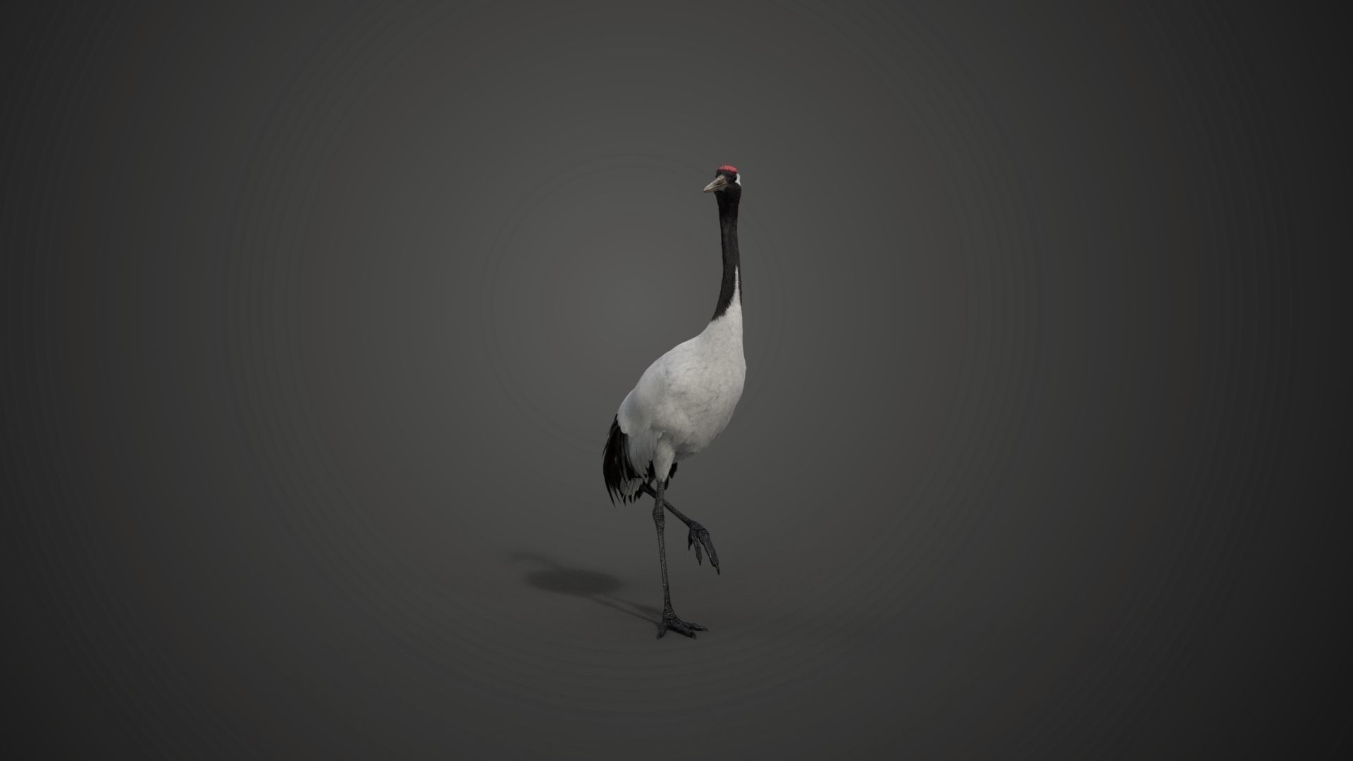Red-Crowned Crane Animation VFX Grace 3D model_25
