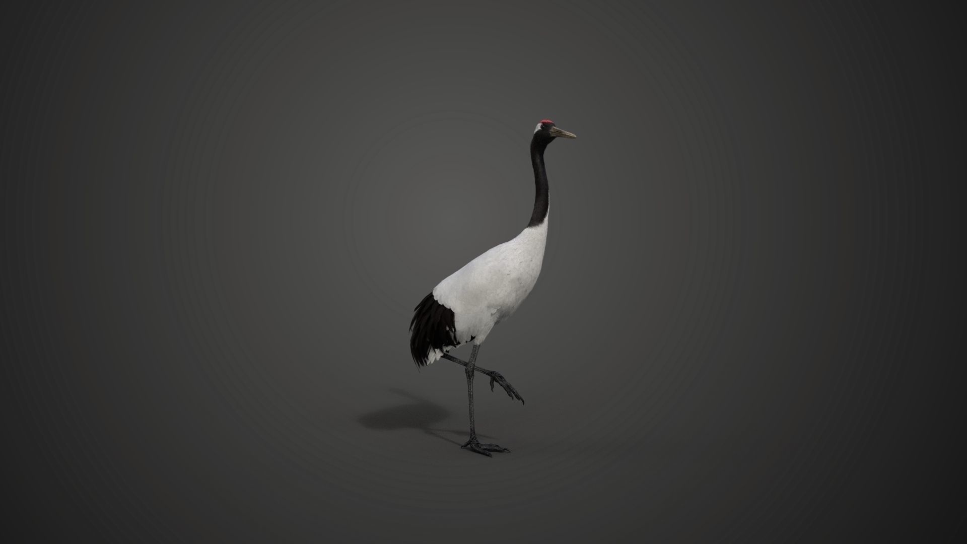Red-Crowned Crane Animation VFX Grace 3D model_26