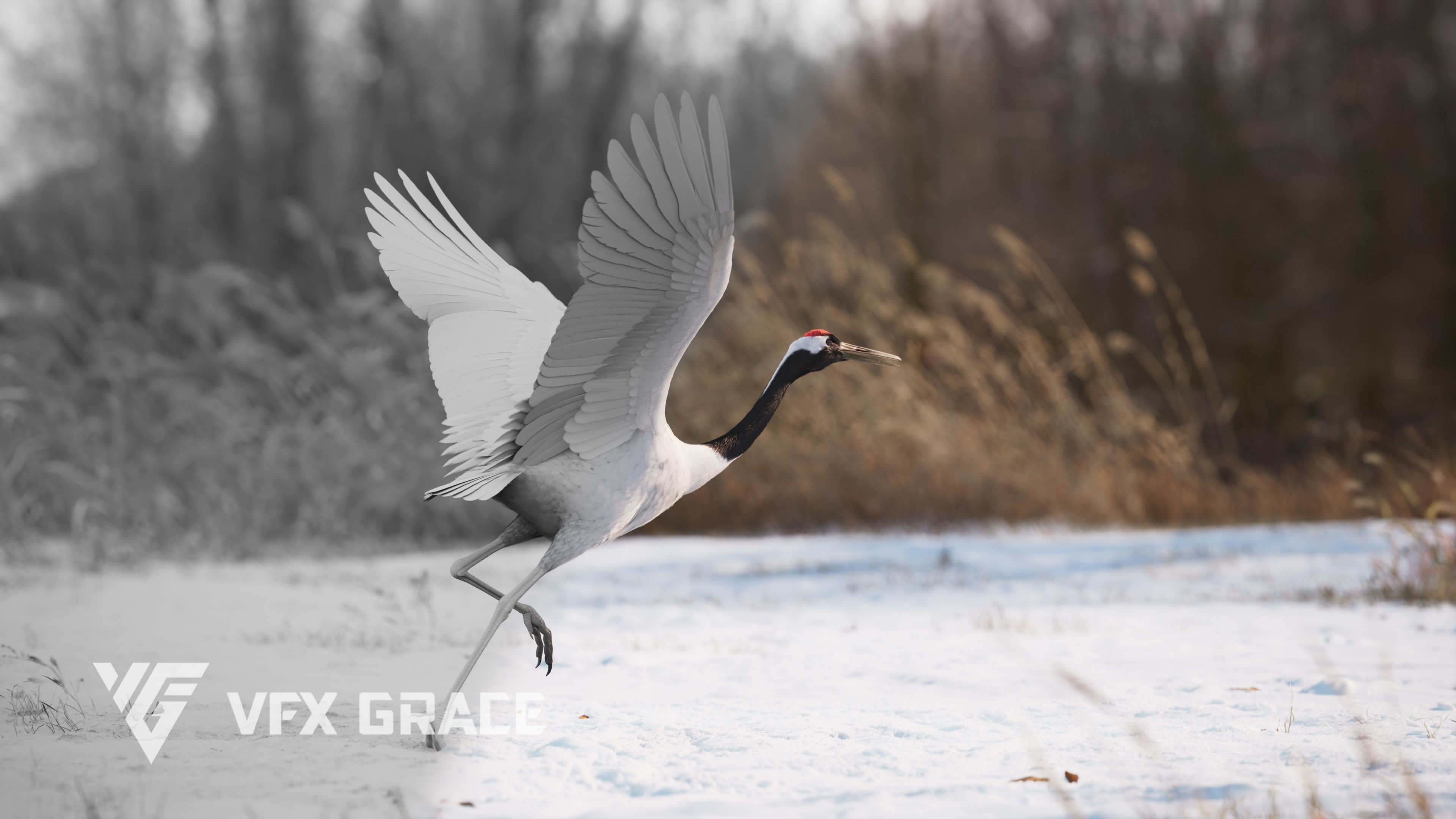Red-Crowned Crane Animation VFX Grace 3D model_17