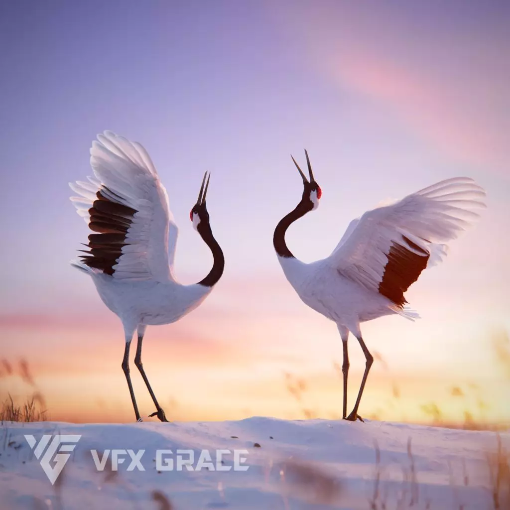 Red-Crowned Crane Animation VFX Grace 3D model_0