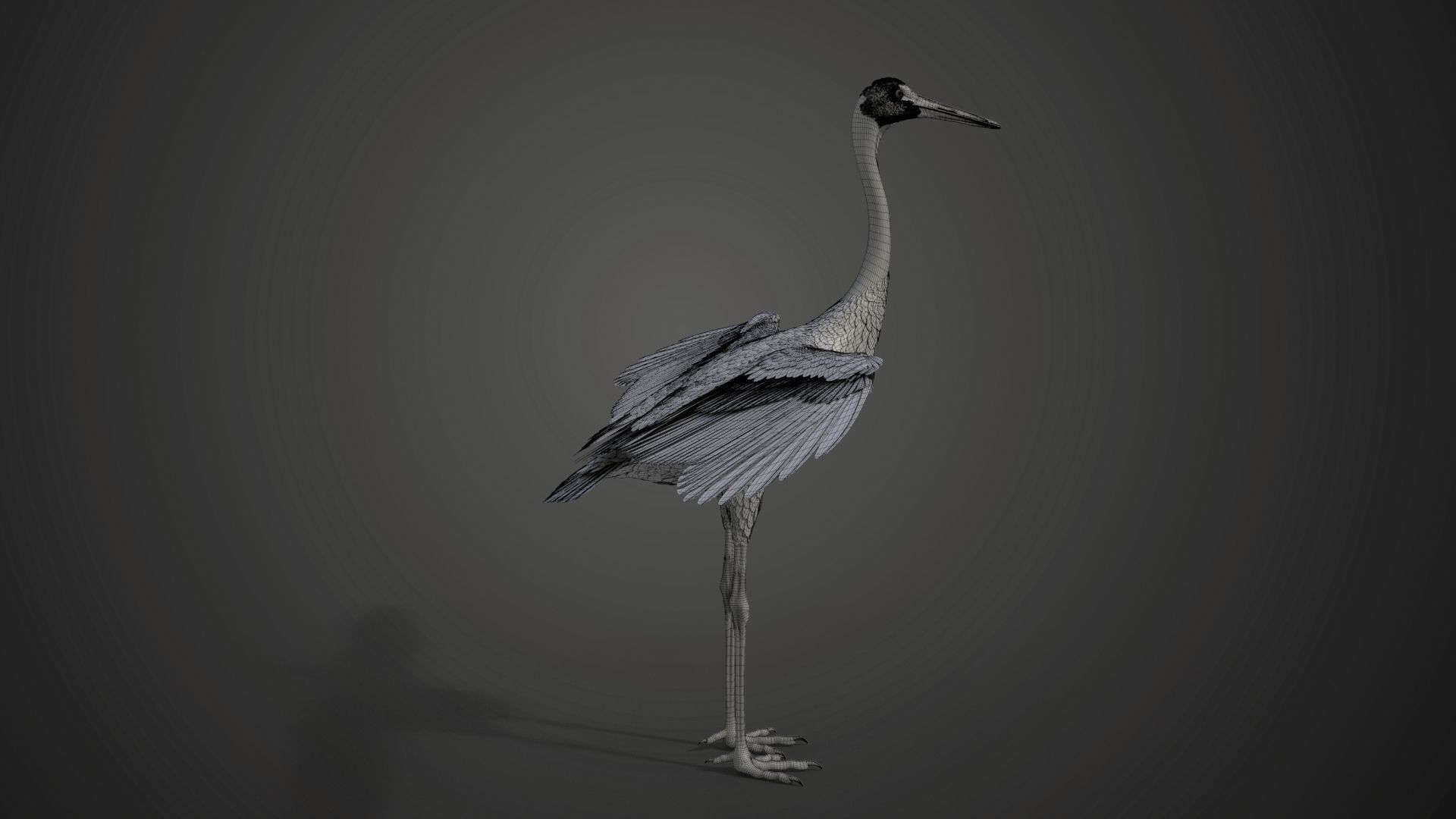 Red-Crowned Crane Animation VFX Grace 3D model_56
