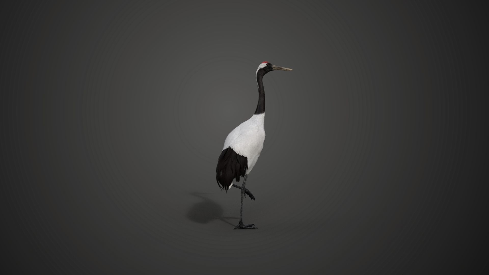 Red-Crowned Crane Animation VFX Grace 3D model_18