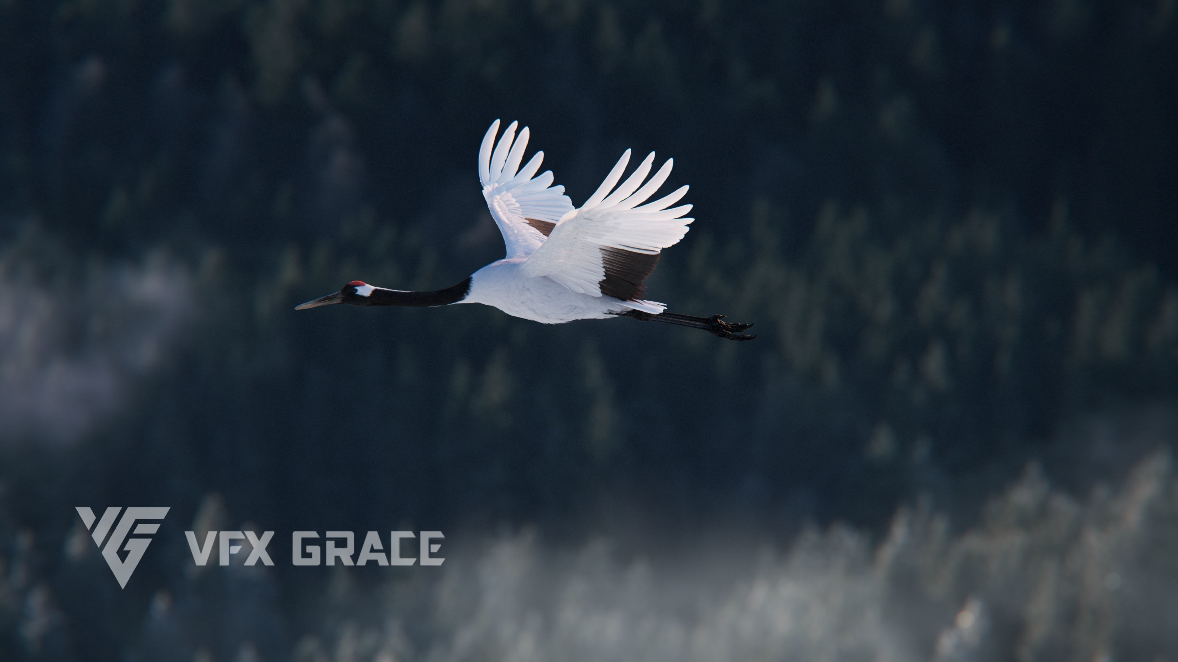 Red-Crowned Crane Animation VFX Grace 3D model_9