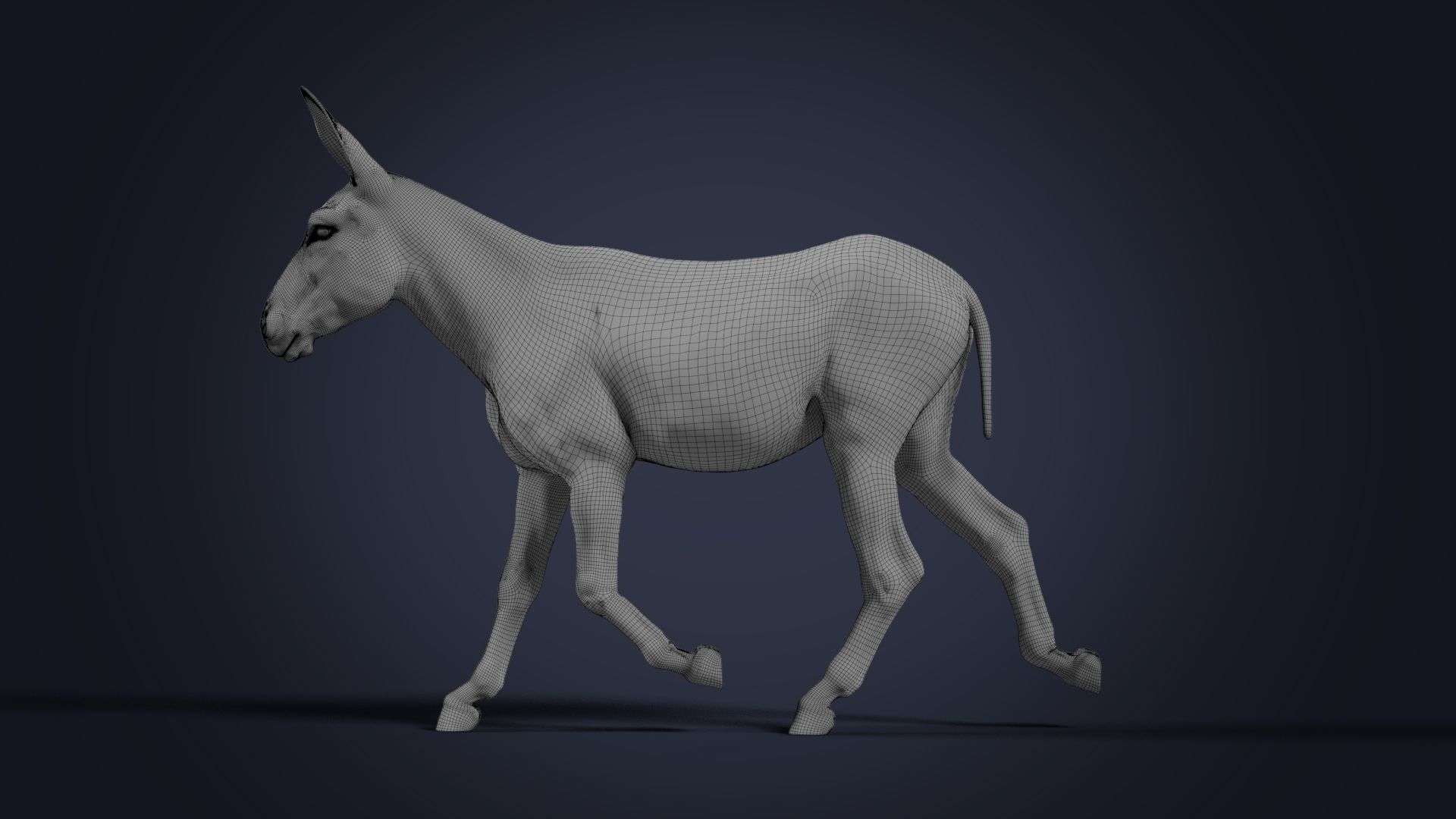 Donkey Summer Animation VFX Grace 3D model_22