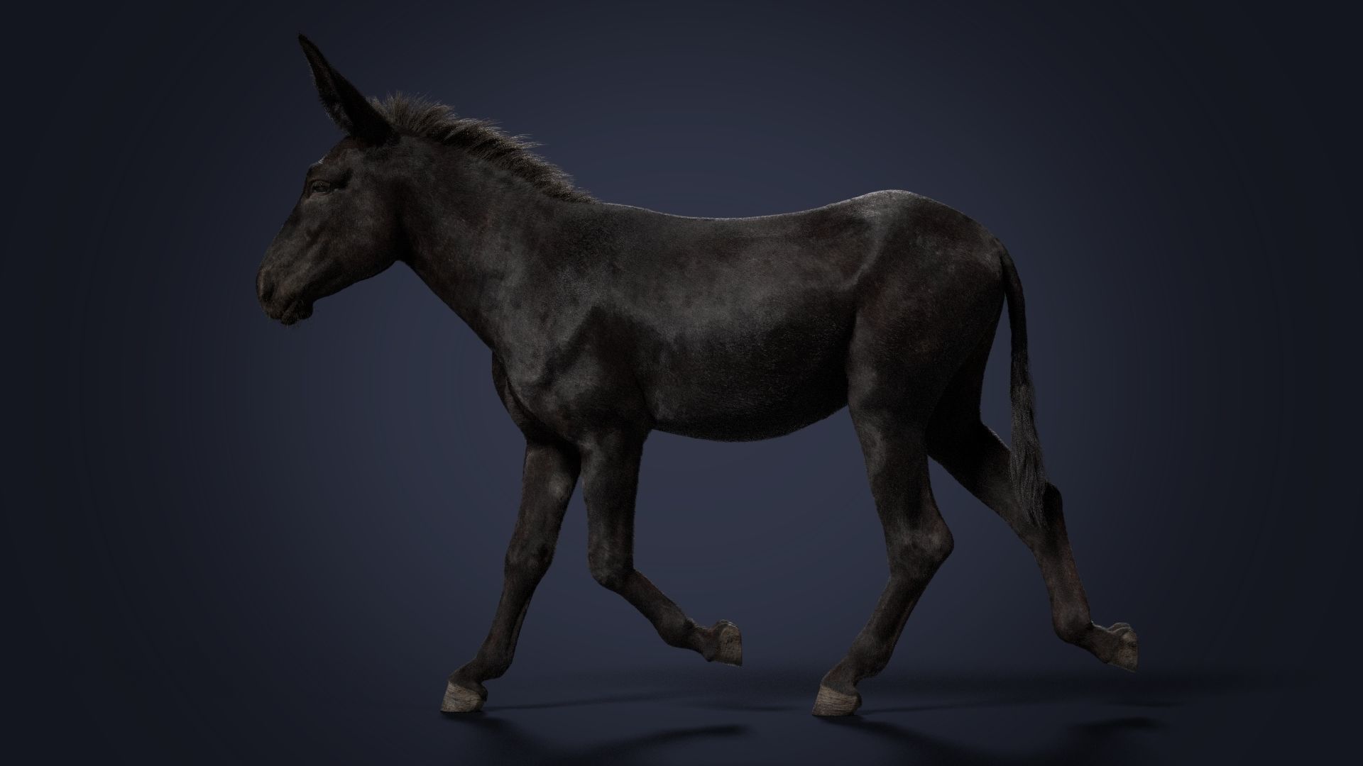 Donkey Summer Animation VFX Grace 3D model_12