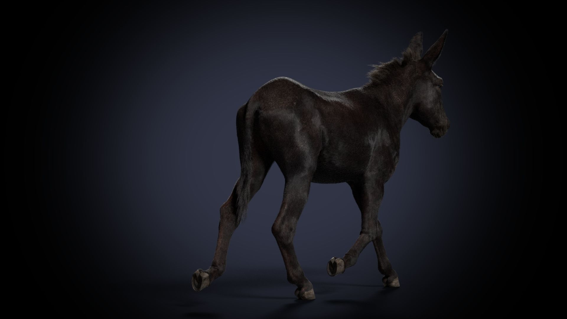 Donkey Summer Animation VFX Grace 3D model_13