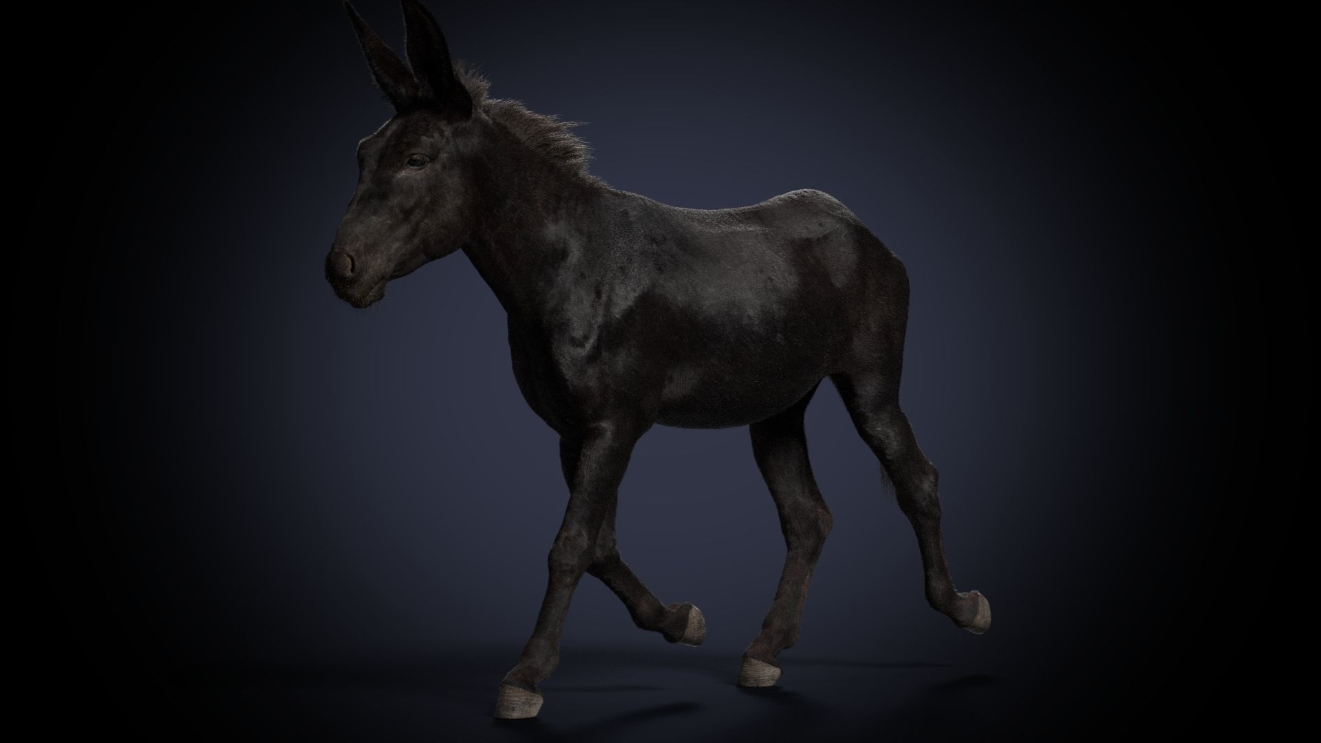 Donkey Summer Animation VFX Grace 3D model_14