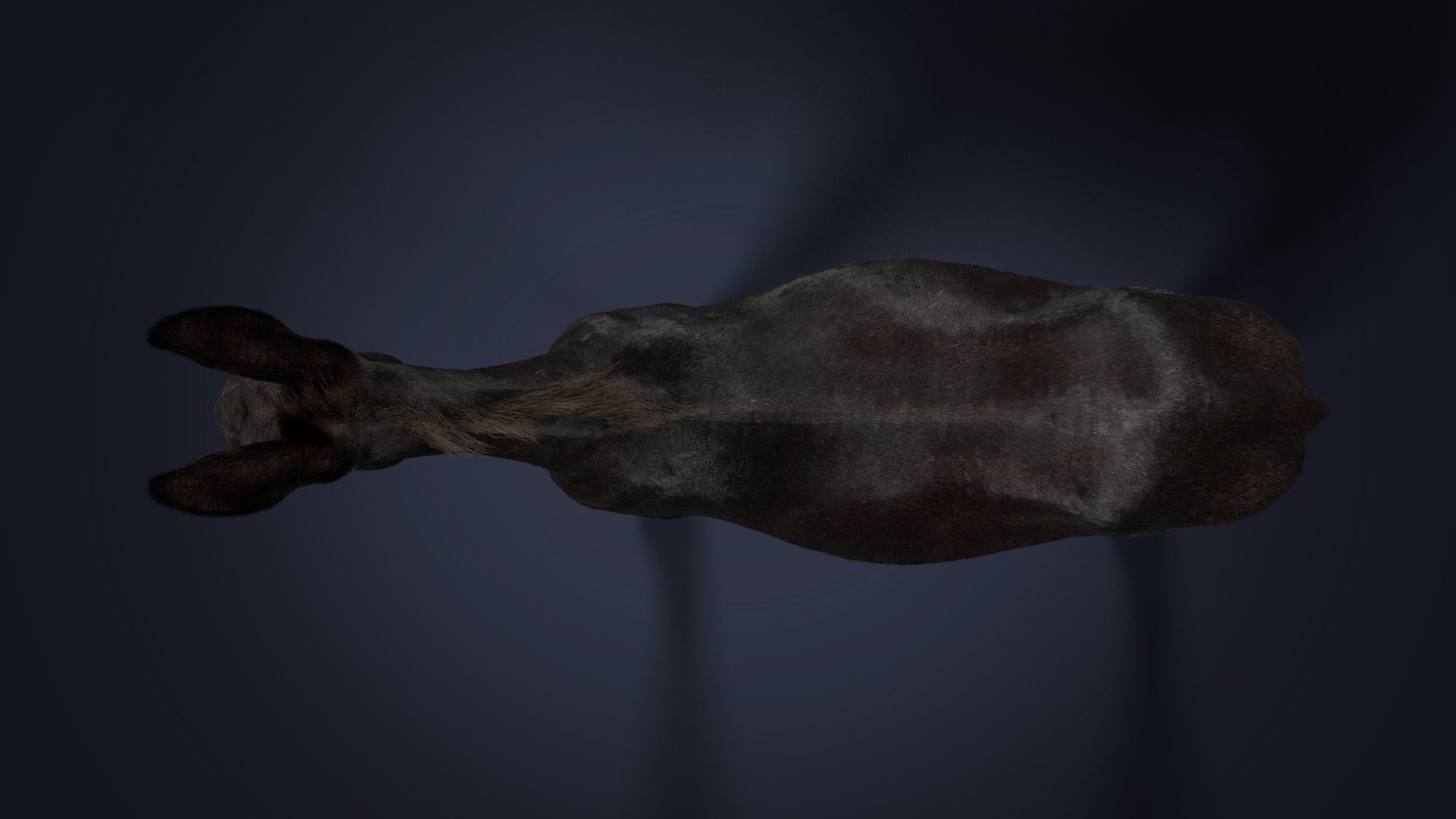 Donkey Summer Animation VFX Grace 3D model_15