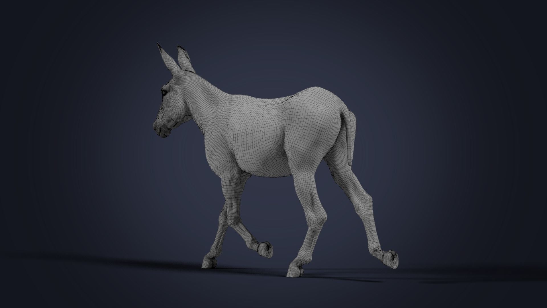 Donkey Summer Animation VFX Grace 3D model_23