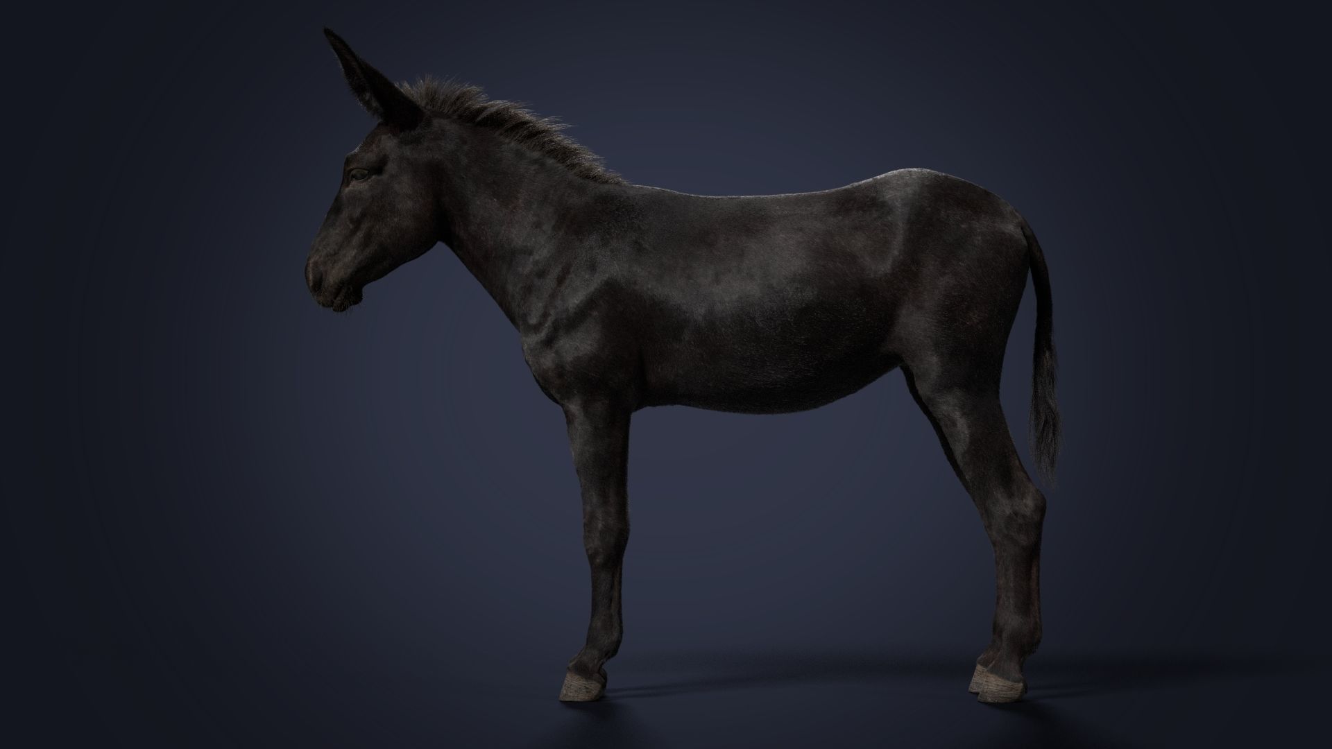 Donkey Summer Animation VFX Grace 3D model_16