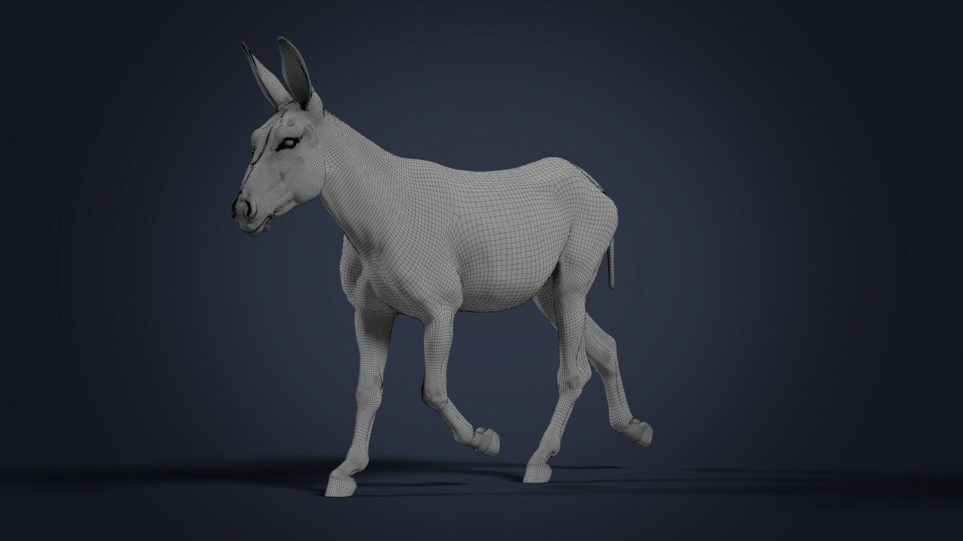 Donkey Summer Animation VFX Grace 3D model_21