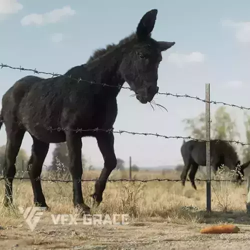 Donkey winter Animation VFX Grace 3D model