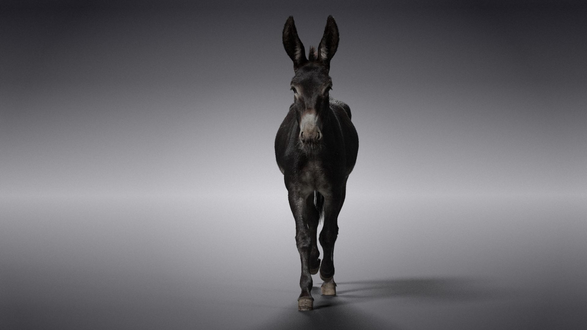 Donkey Animation VFX Grace 3D model_14