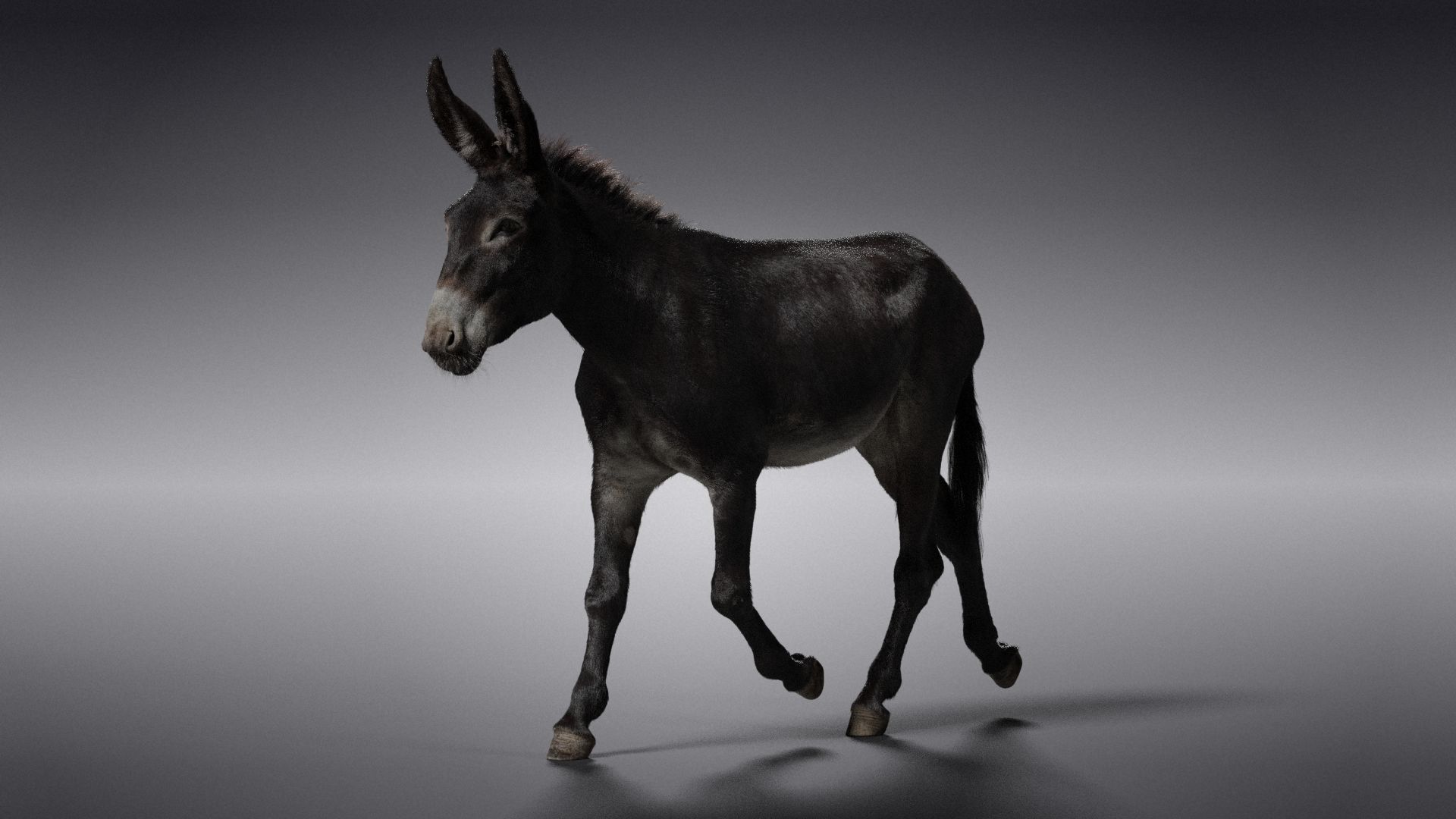 Donkey Animation VFX Grace 3D model_13
