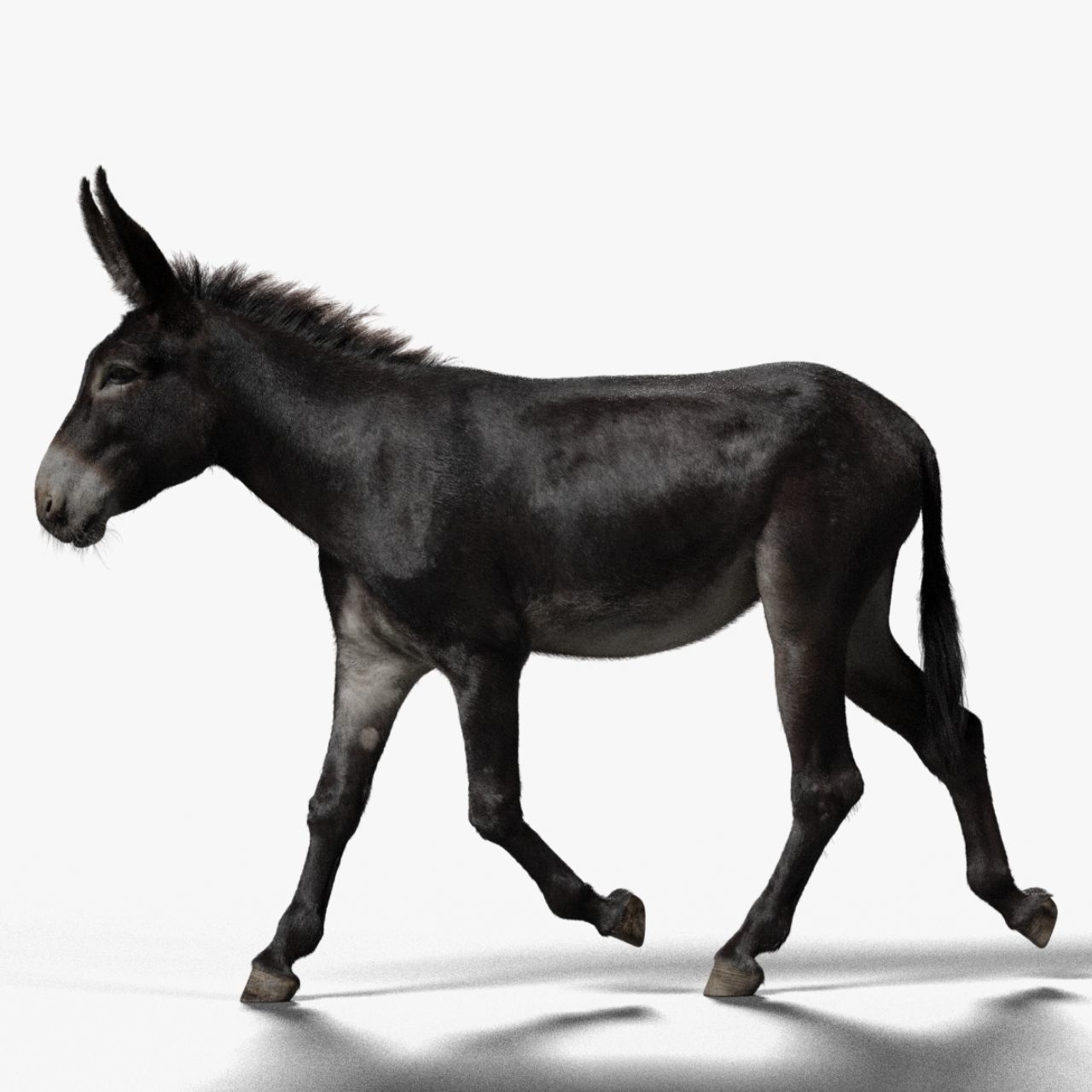 Donkey Animation VFX Grace 3D model_11