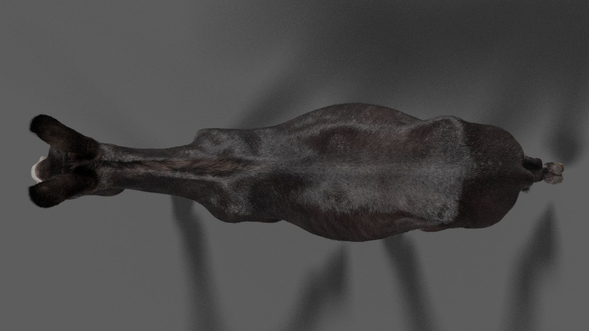 Donkey Animation VFX Grace 3D model_16