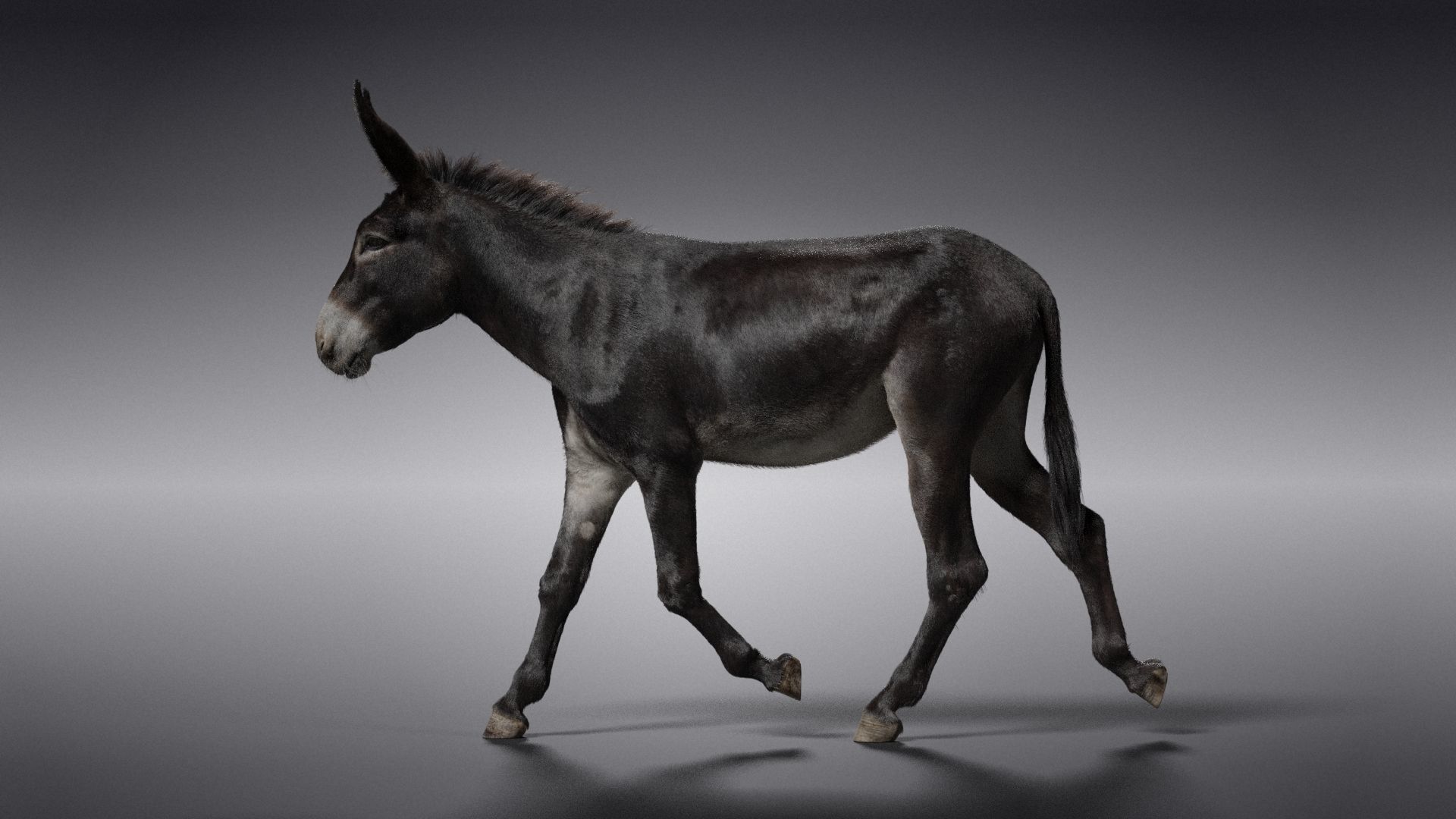 Donkey Animation VFX Grace 3D model_12