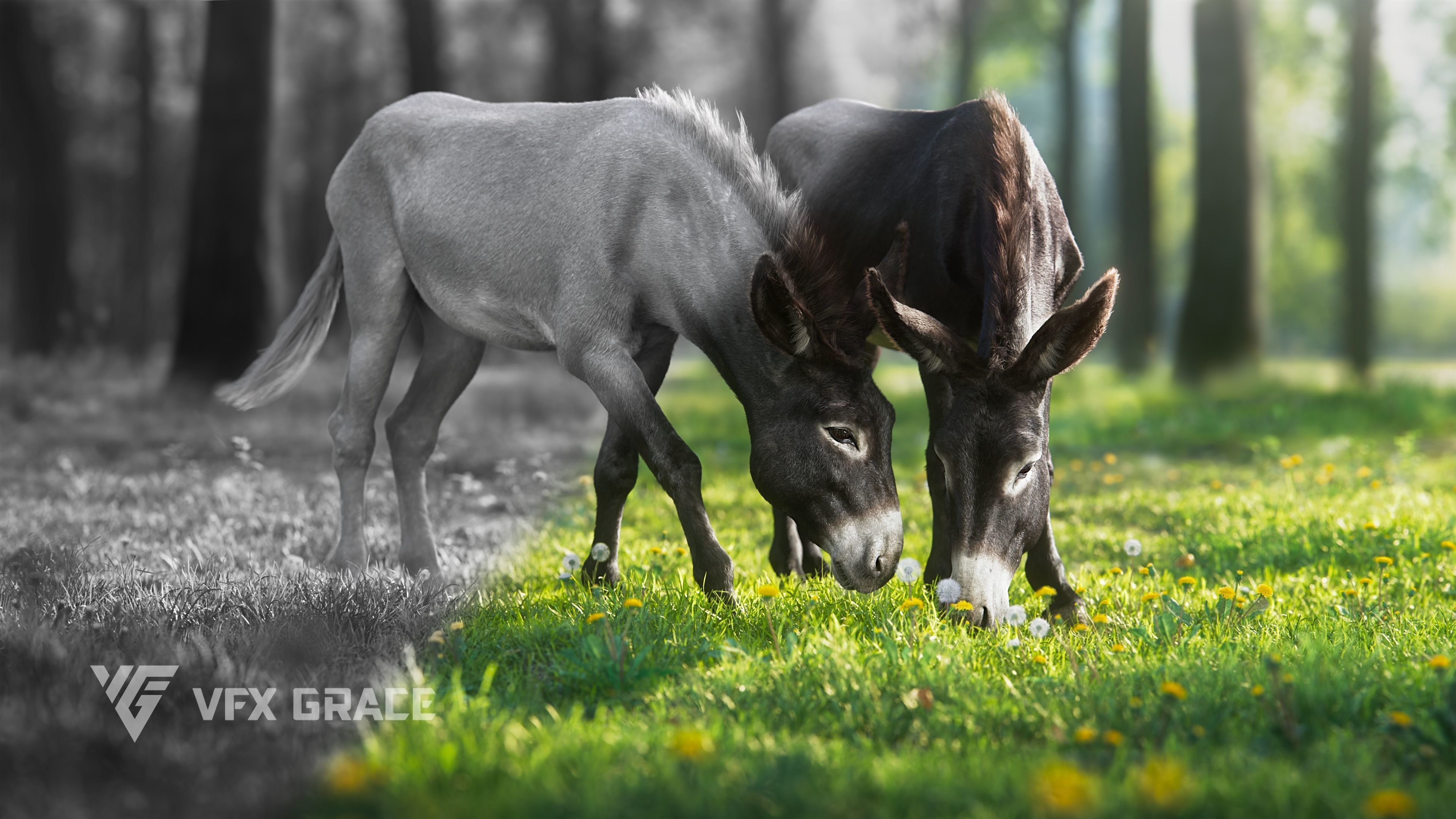 Donkey Animation VFX Grace 3D model_7