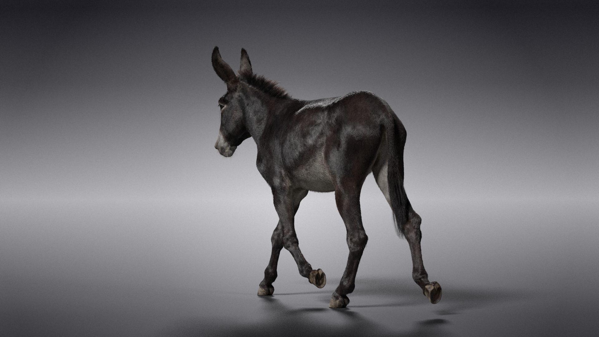 Donkey Animation VFX Grace 3D model_15