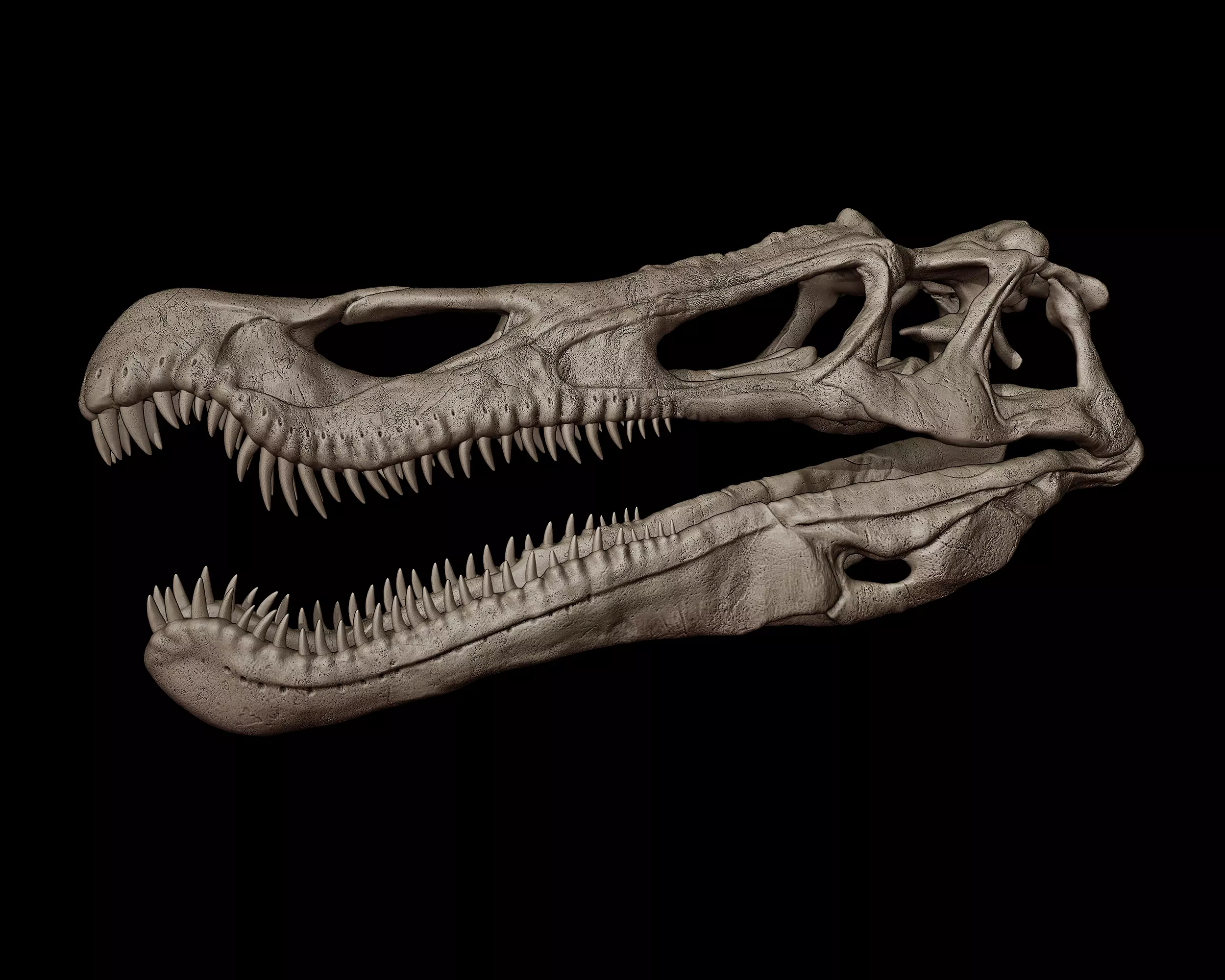 Baryonyx Skull  3D print model_0