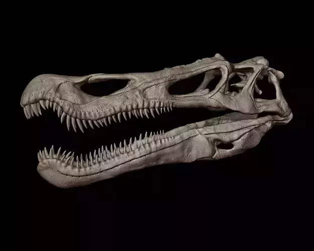 Baryonyx Skull  3D print model