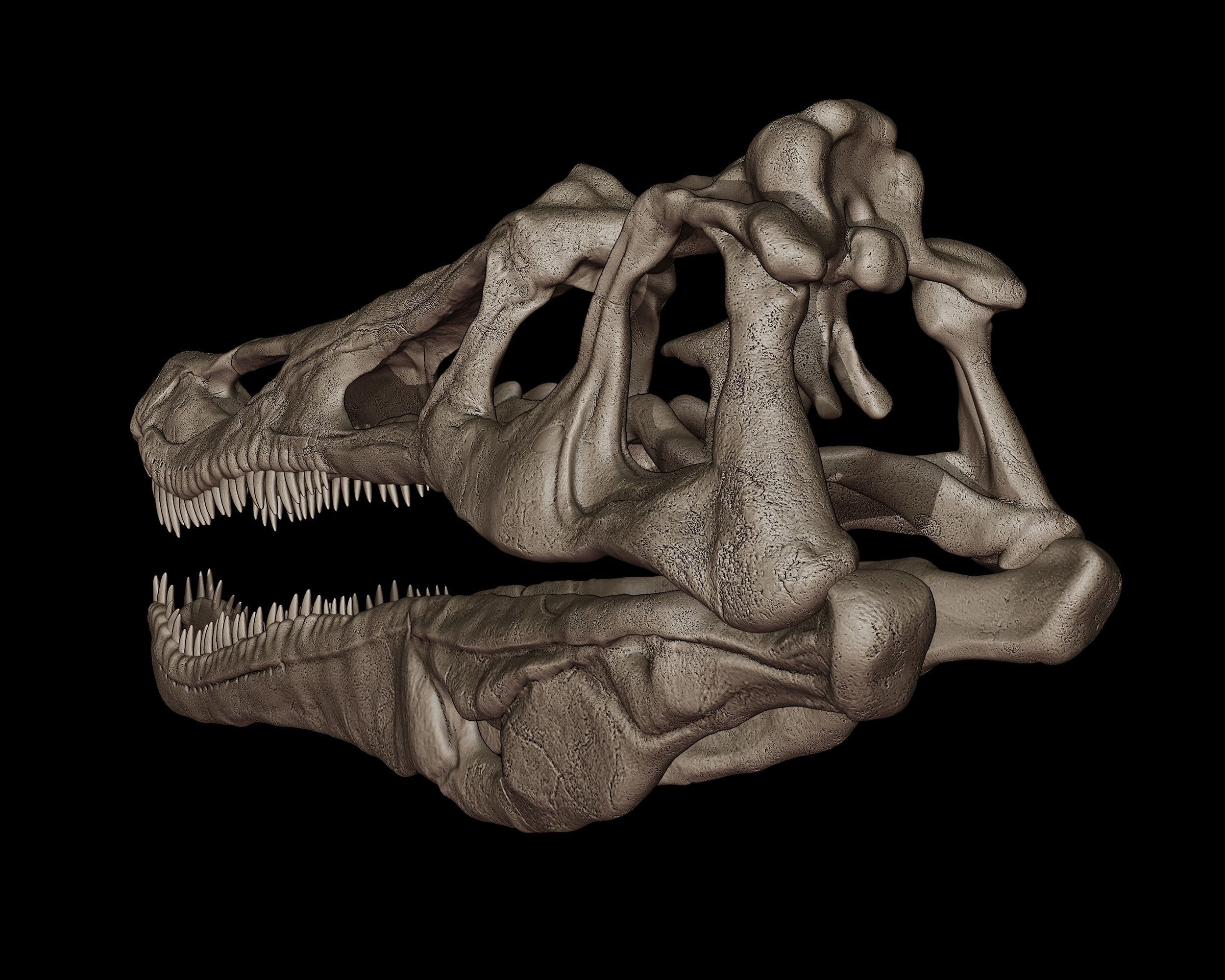 Baryonyx Skull  3D print model_3