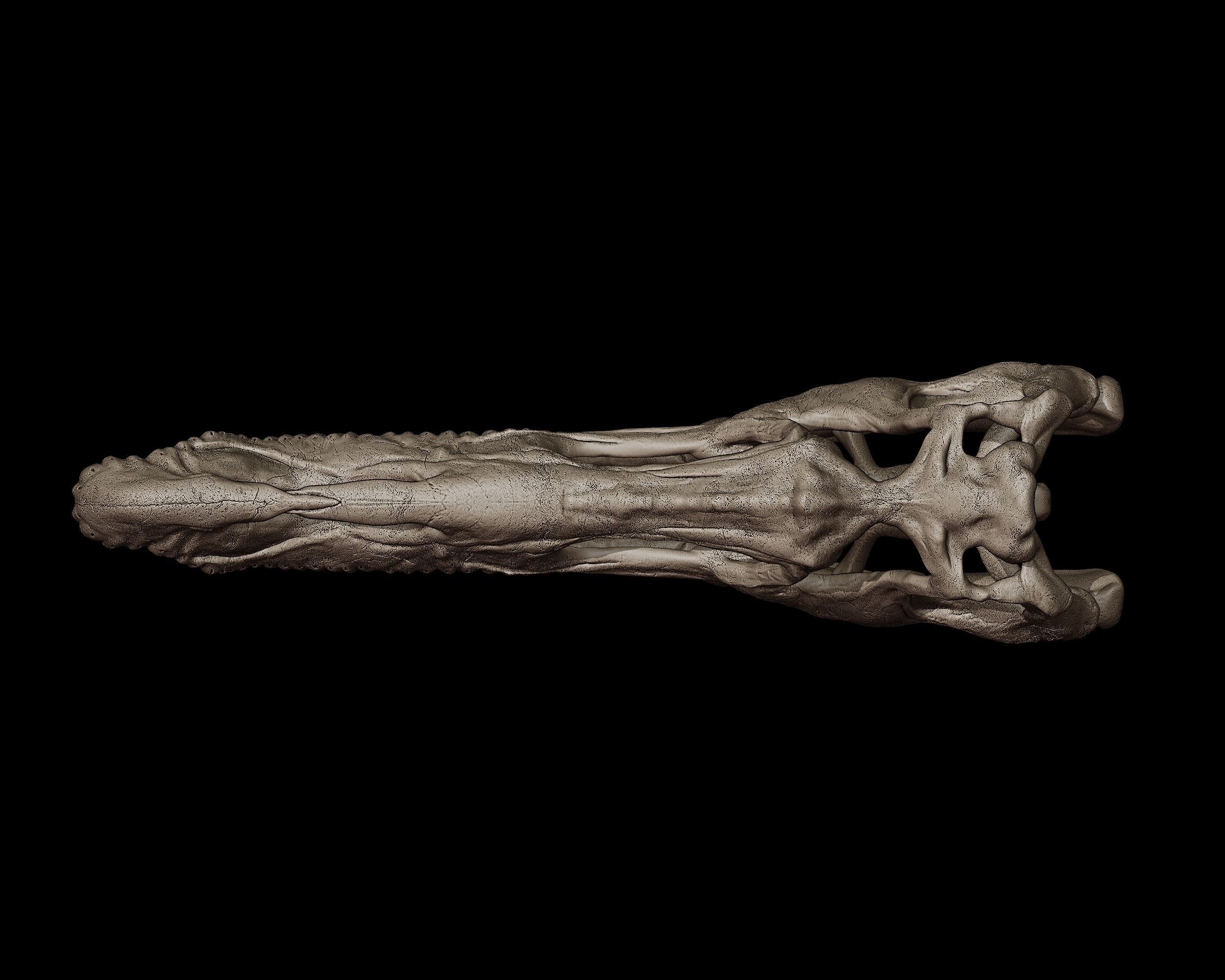 Baryonyx Skull  3D print model_5