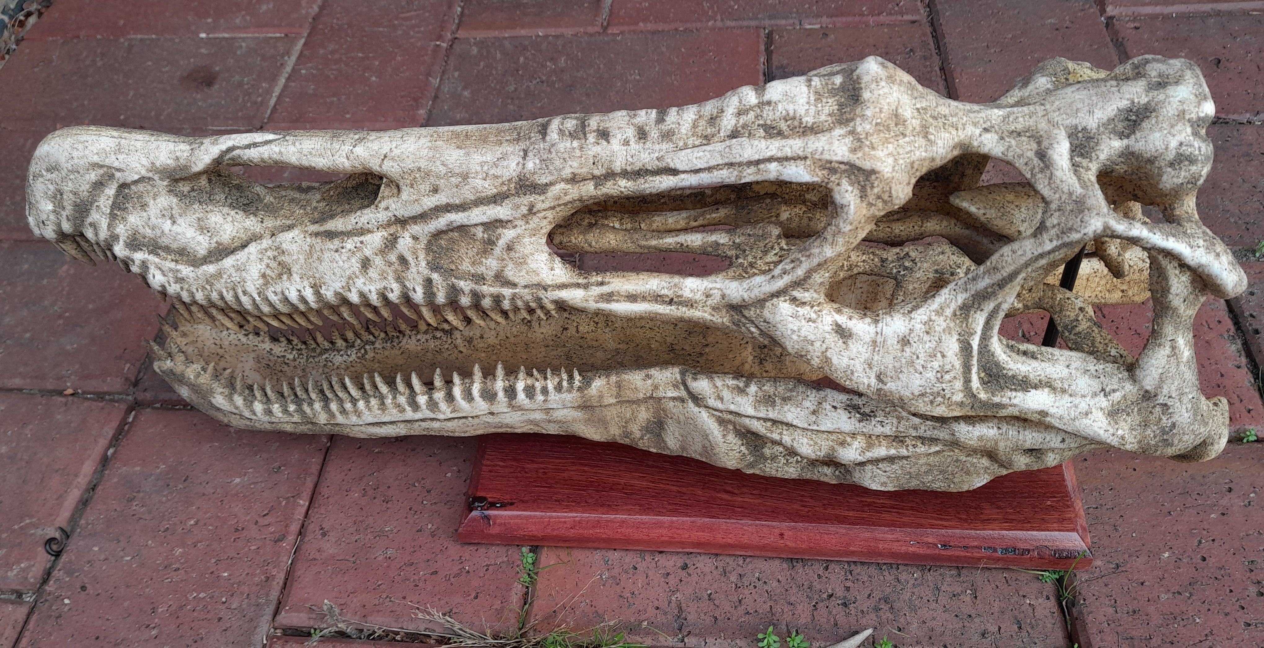 Baryonyx Skull  3D print model_7