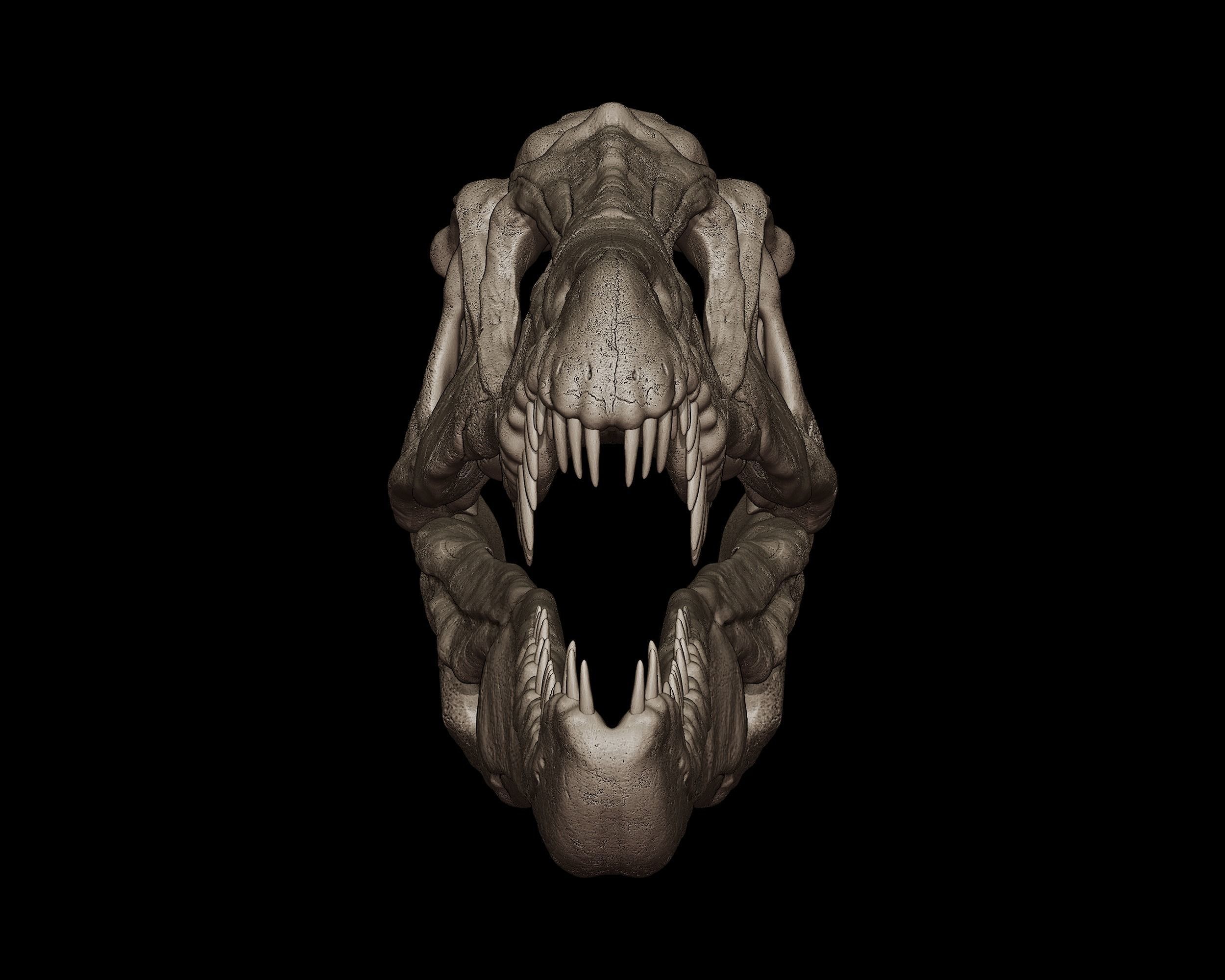Baryonyx Skull  3D print model_2