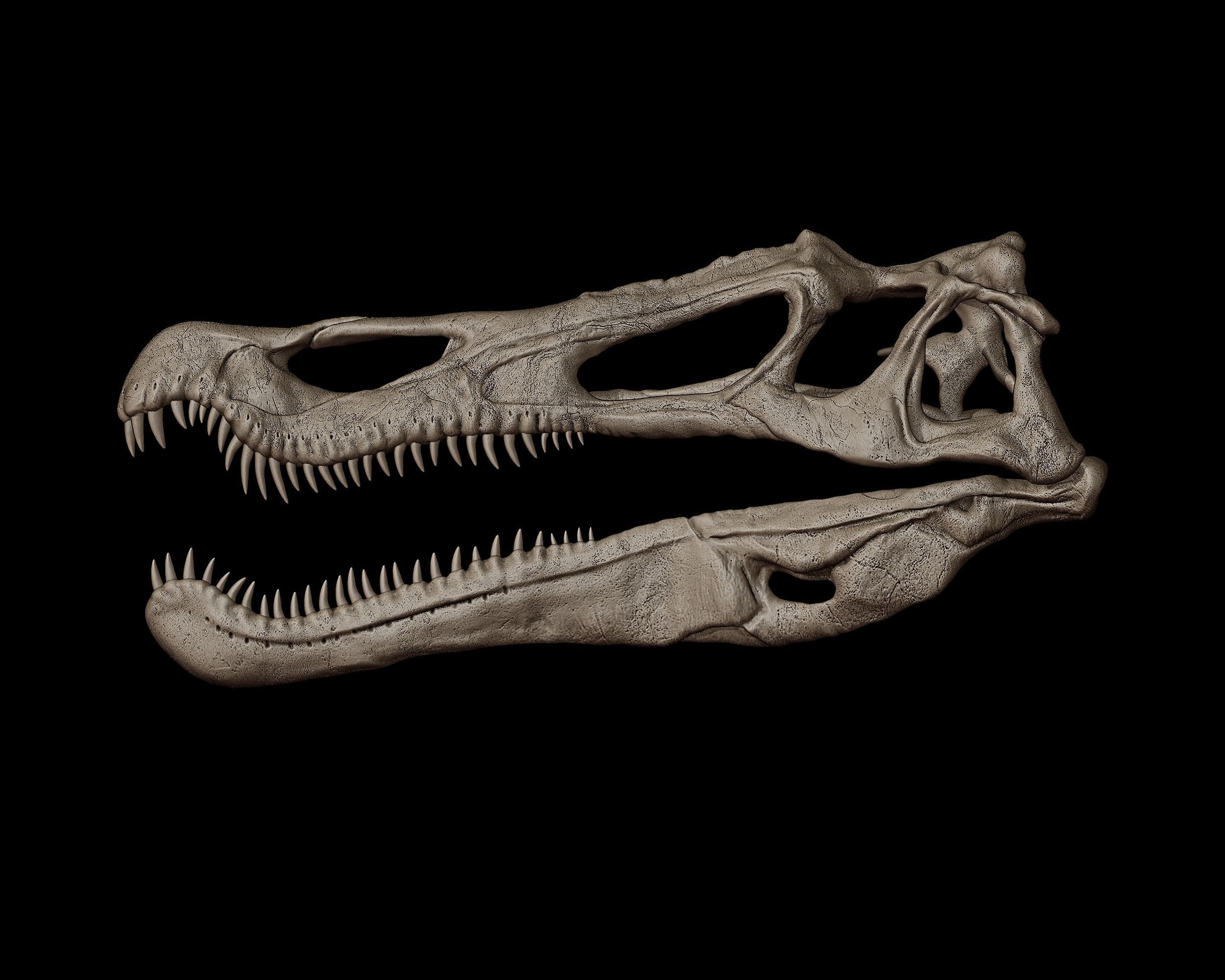Baryonyx Skull  3D print model_1