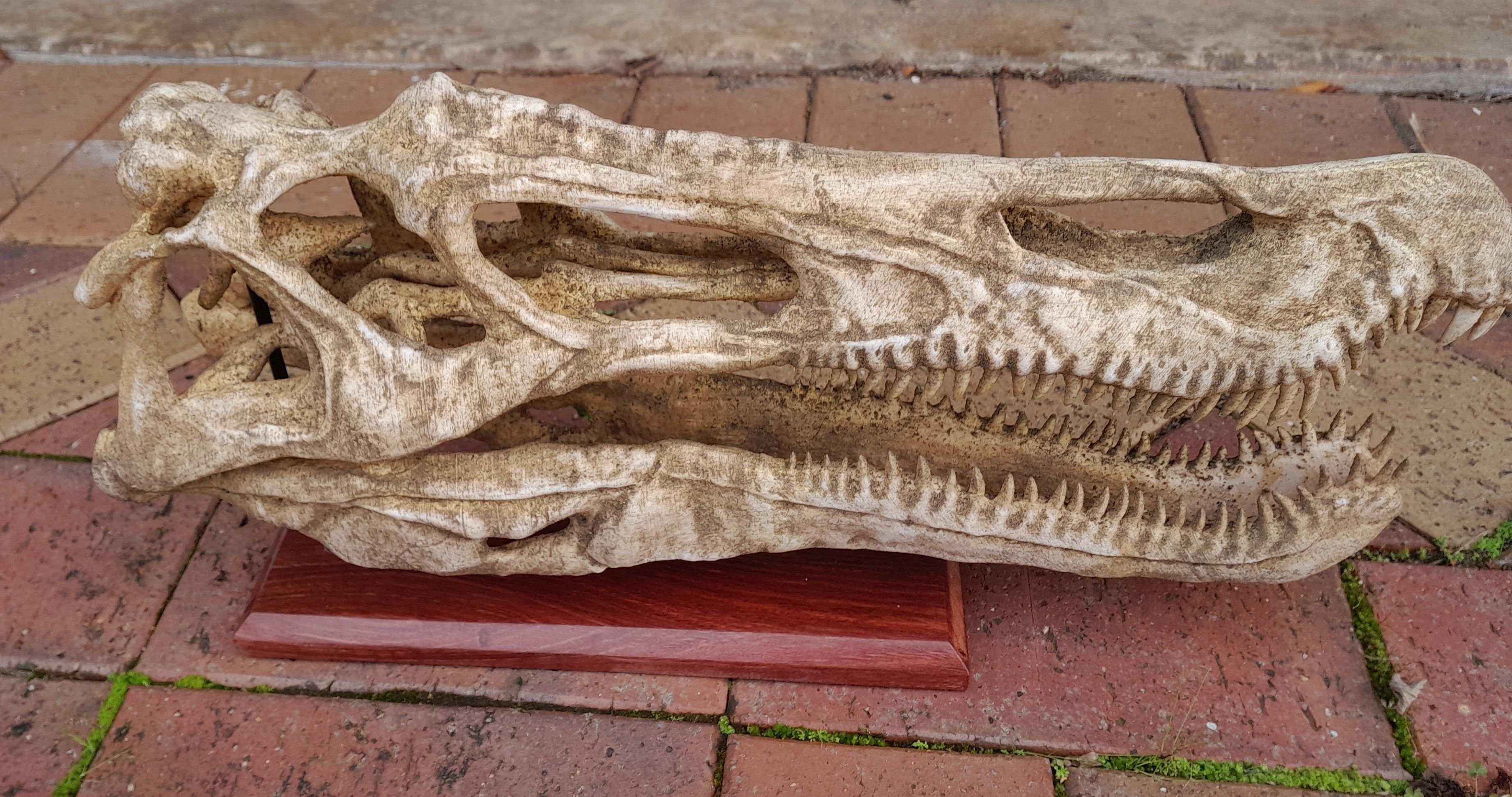 Baryonyx Skull  3D print model_6