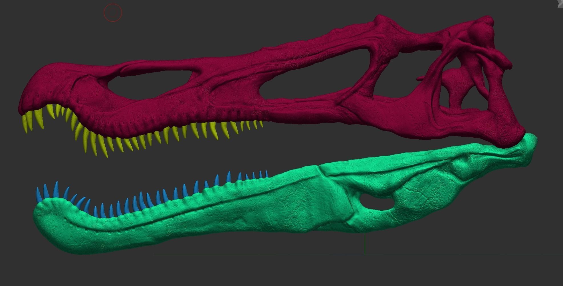 Baryonyx Skull  3D print model_8