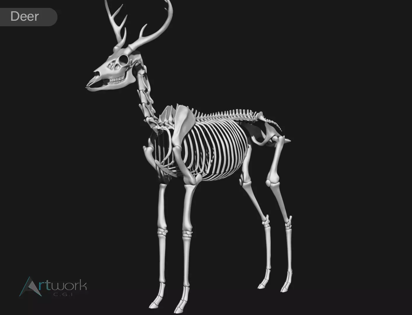 white-tailed deer skeleton 3D model_0
