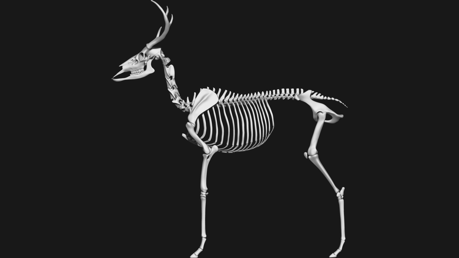 white-tailed deer skeleton 3D model_8