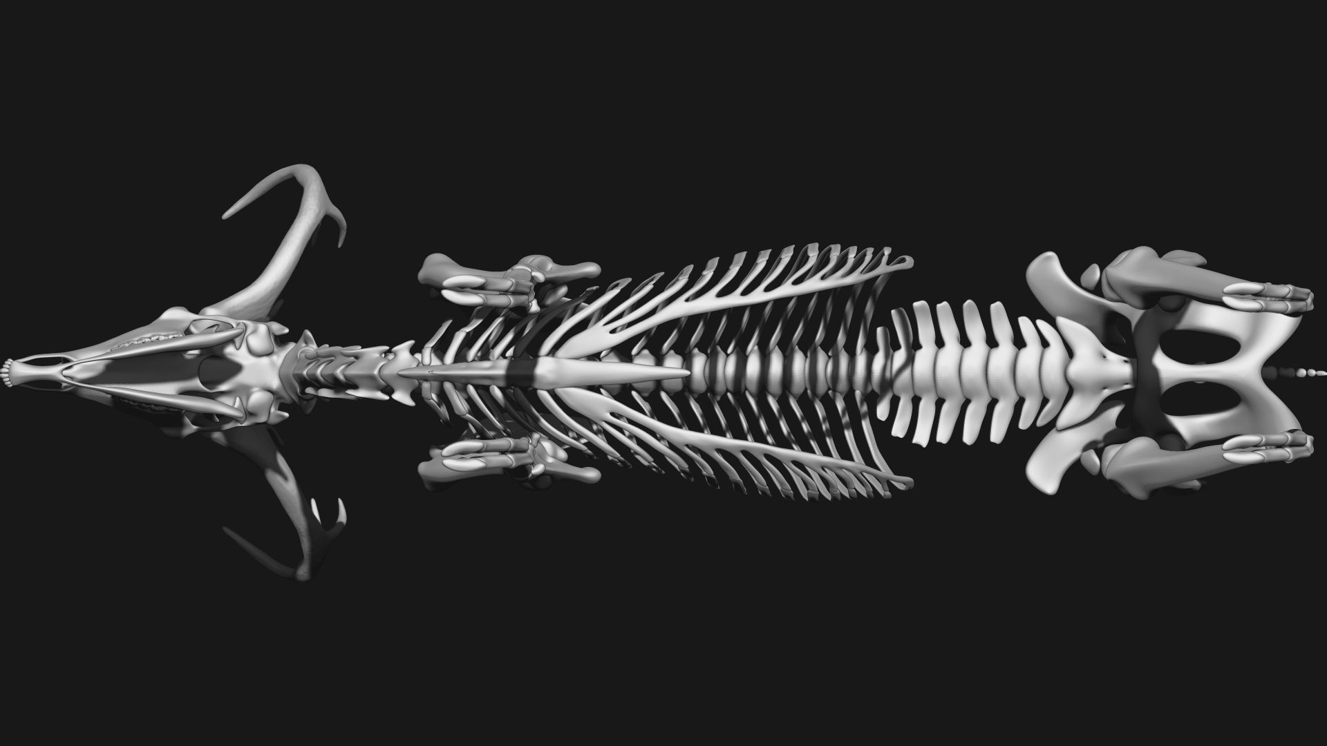 white-tailed deer skeleton 3D model_10